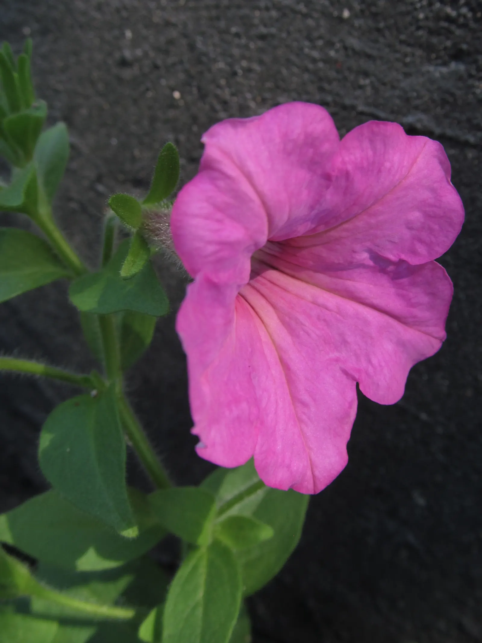 Petunia (Petunia X Hybrida) — boasts trumpet-shaped blooms up to 5 inches in diameter