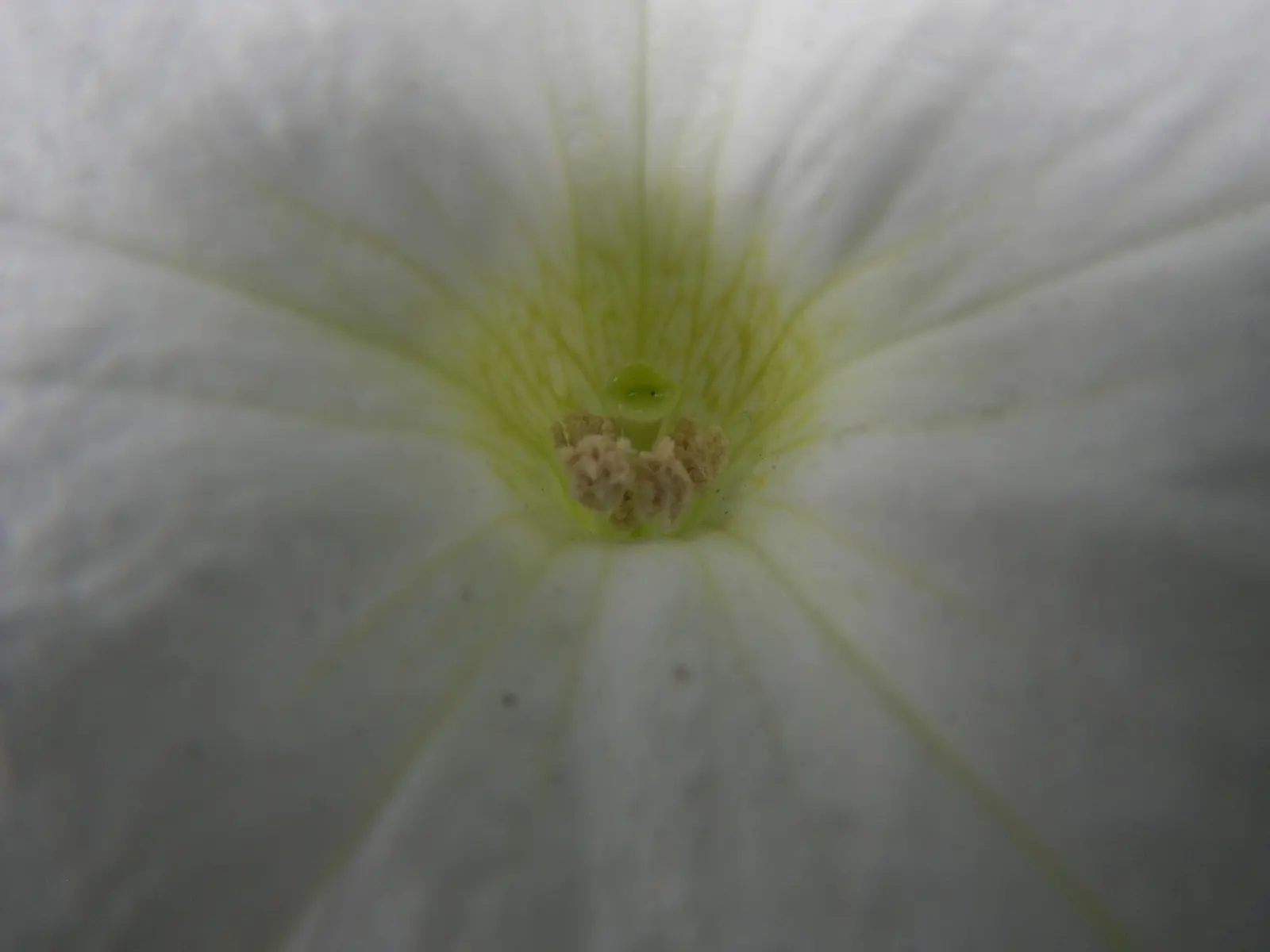 Petunia (Petunia X Hybrida) — with regular watering and weekly fertilization to maintain their vigorous blooming; they are also ideal for containers