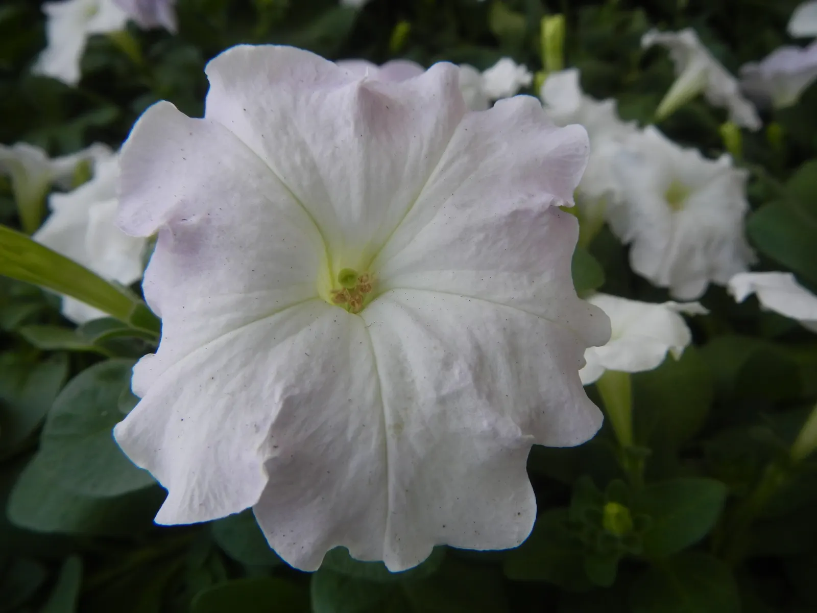 Petunia (Petunia X Hybrida) — Petunias range in height from about 6 to 24 inches