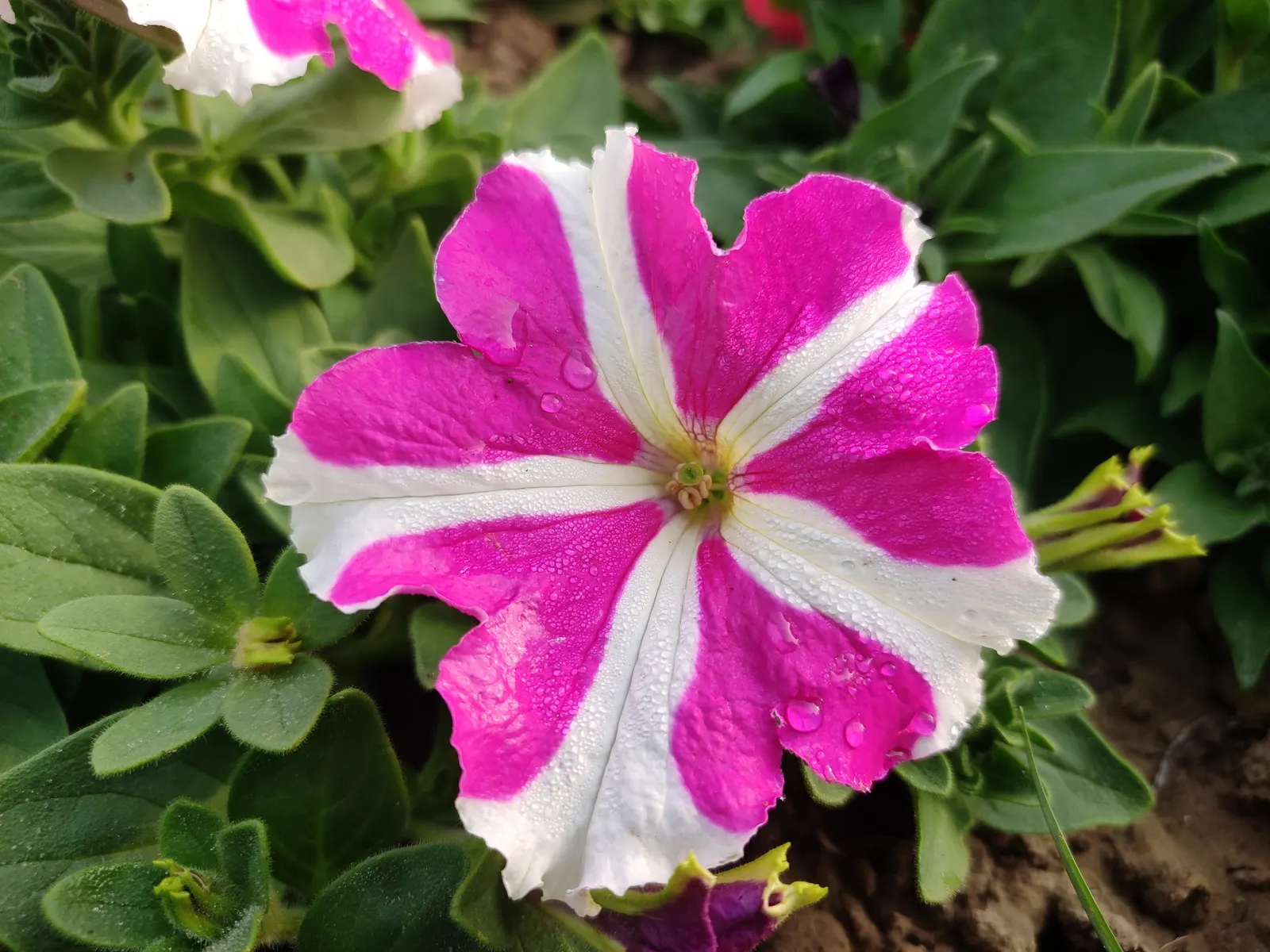 Petunia (Petunia X Hybrida) — Ideal for borders or containers, petunias require well-drained soil and regular watering; offering a rich tapestry of, image 61