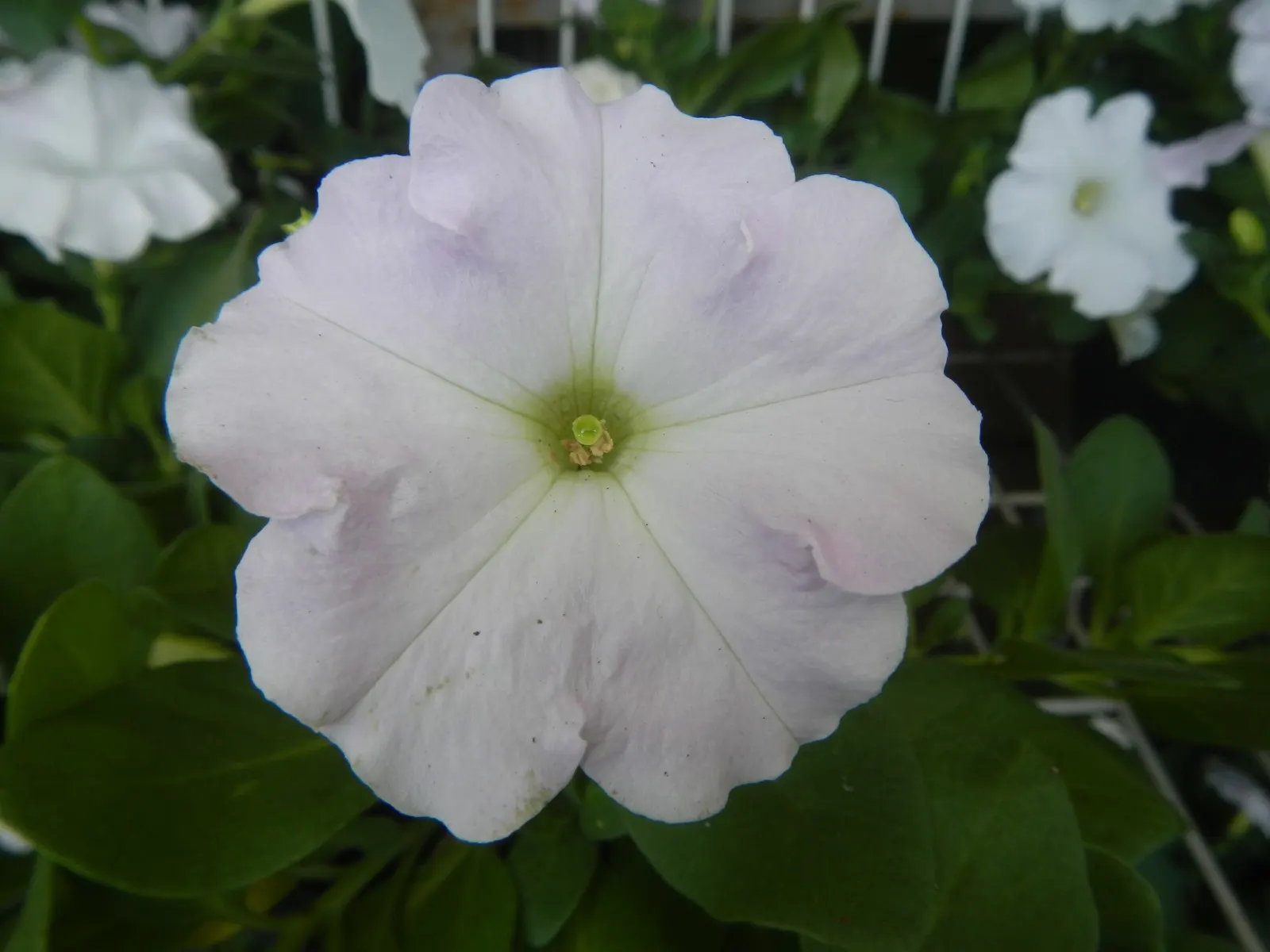 Petunia (Petunia X Hybrida) — meaning they should receive at least six hours of direct sunlight daily to achieve optimal flowering; offering visual, image 104