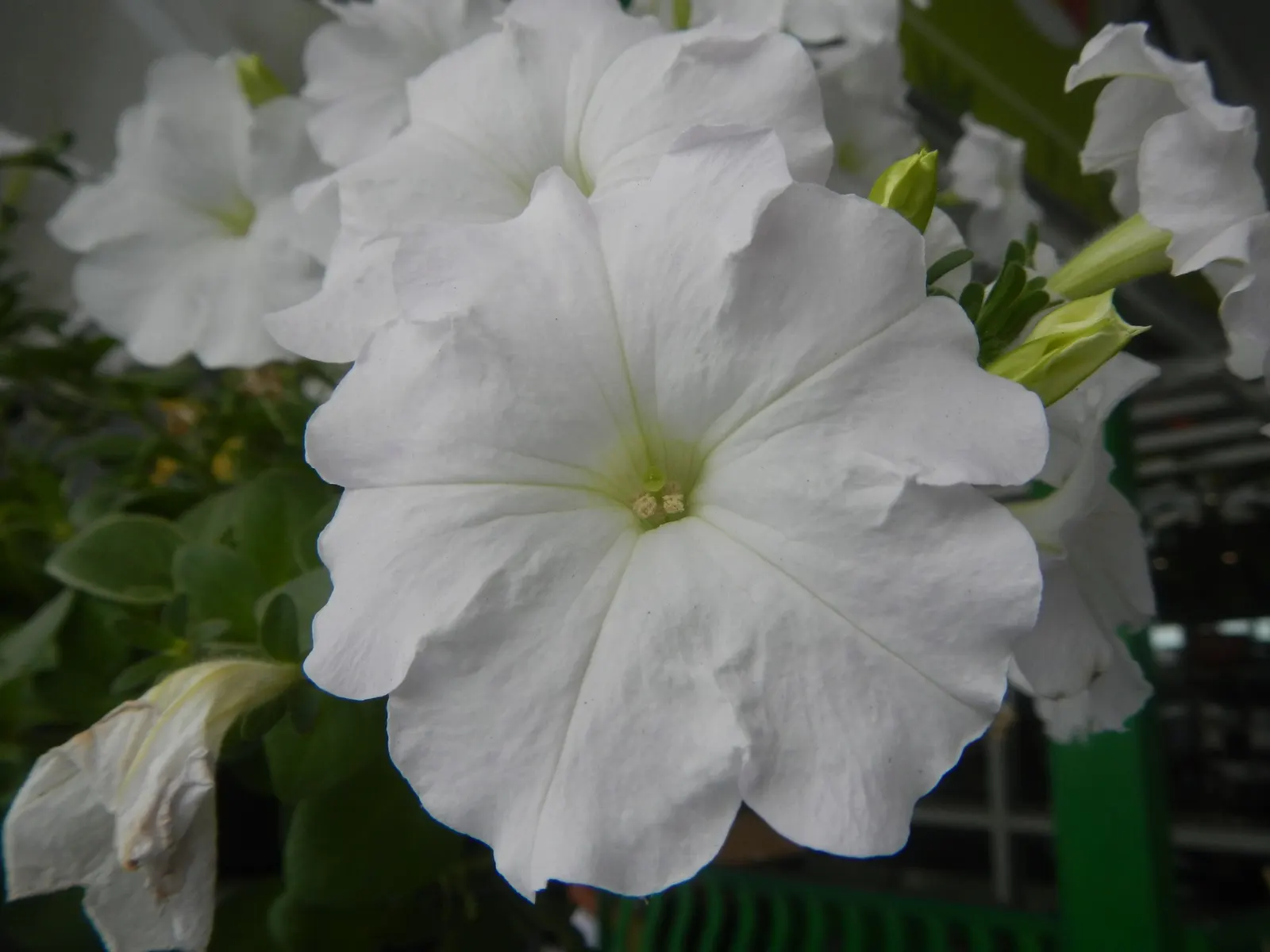 Petunia (Petunia X Hybrida) — Deadheading promotes continuous flowering, adding dynamic visual appeal to any garden design