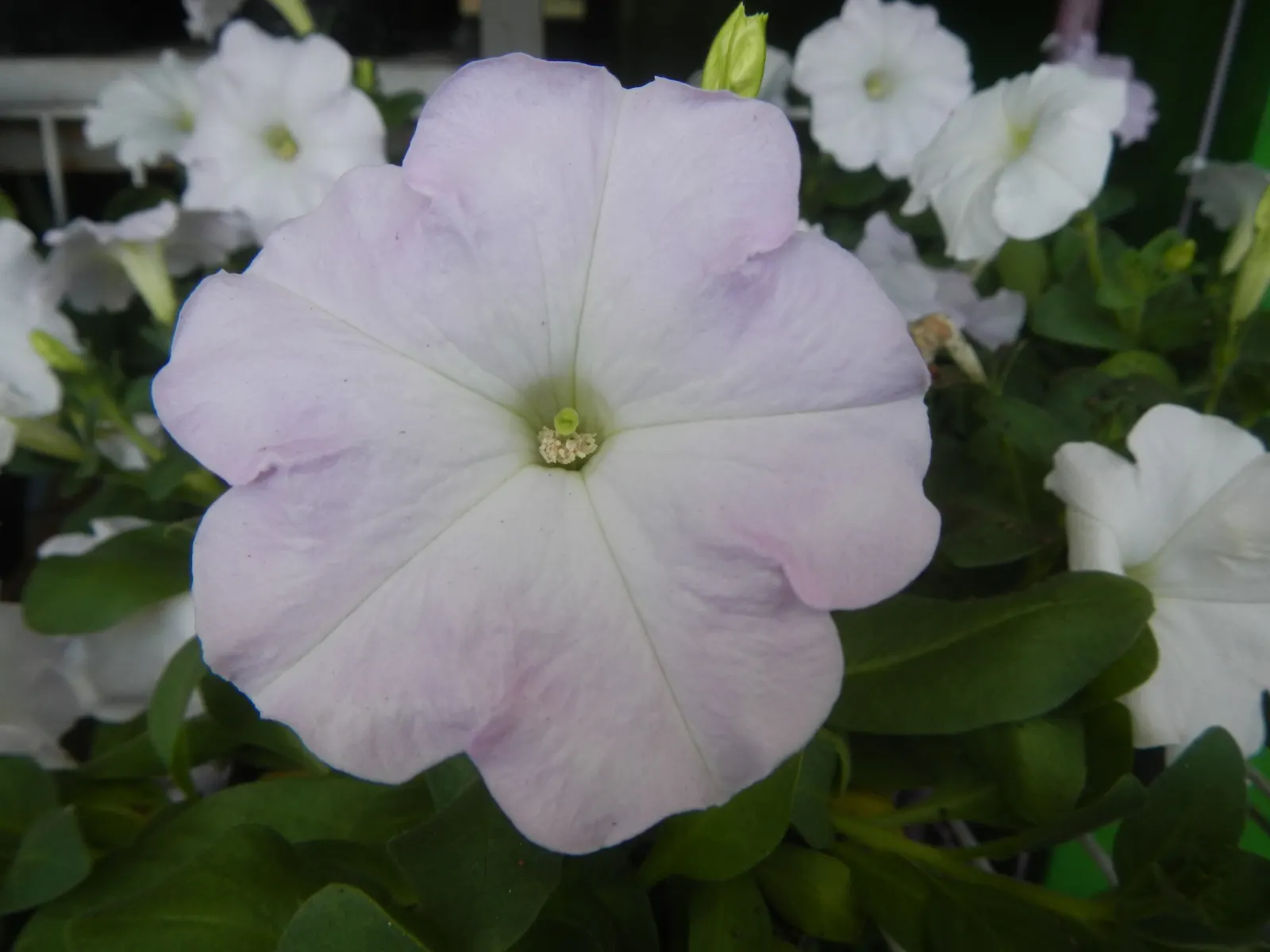 Petunia (Petunia X Hybrida) — with cascading varieties providing a lush; offering visual interest and dynamic range in their garden