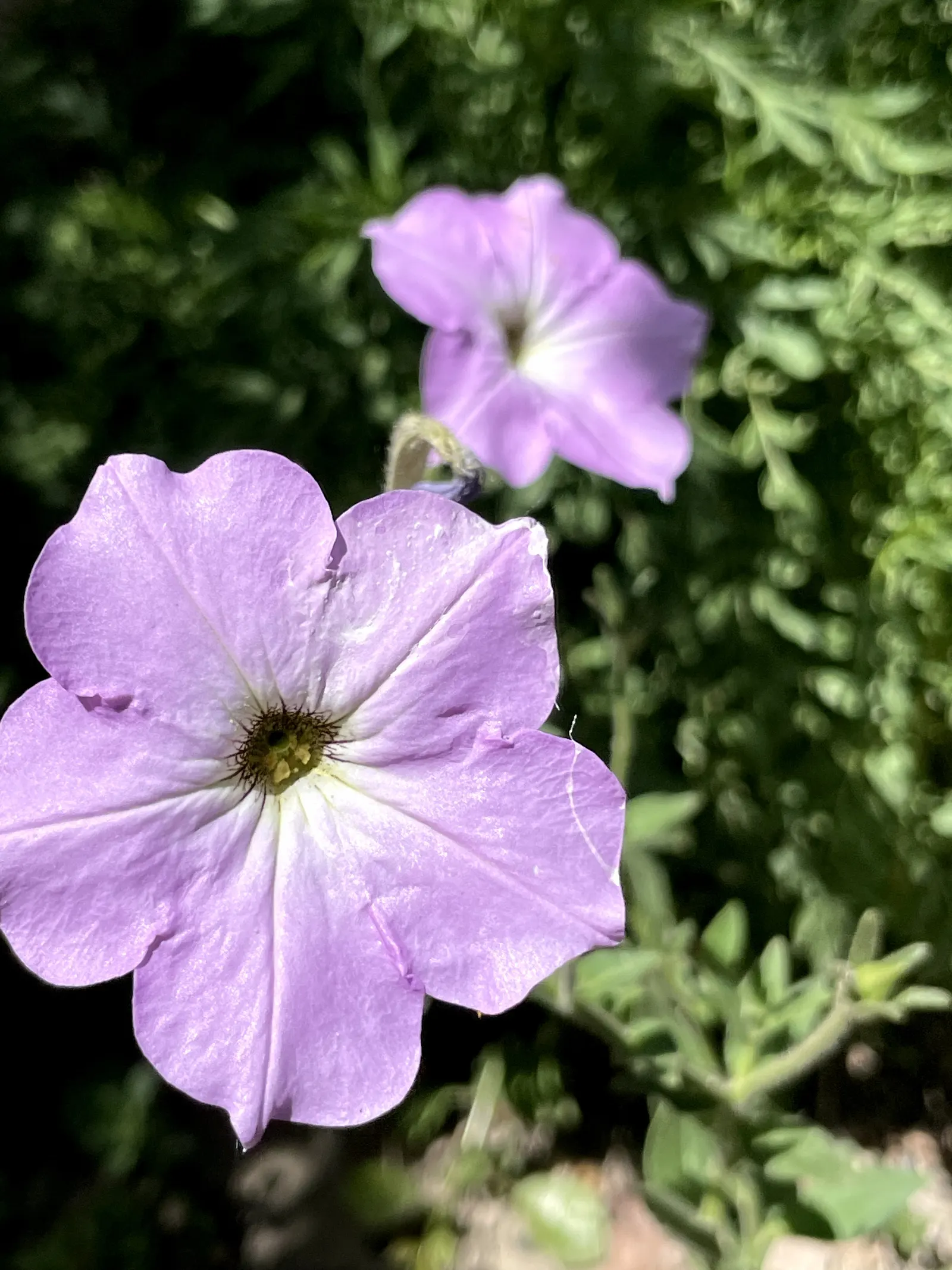 Petunia (Petunia X Hybrida) — offering visual interest and dynamic range in their garden; offering a rich tapestry of colors, image 165