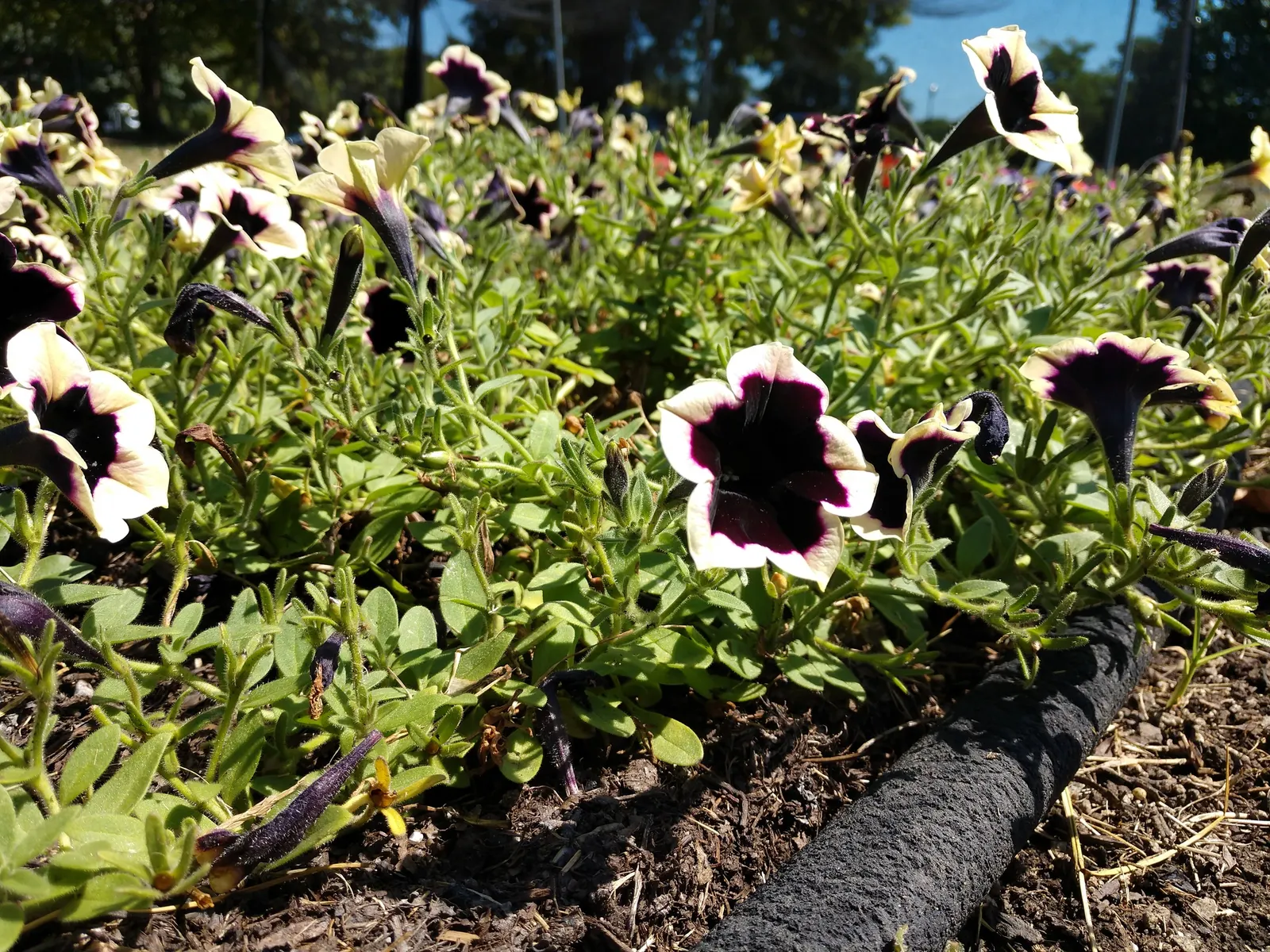 Petunia (Petunia X Hybrida) — Deadheading spent flowers can encourage more blooms and extend the flowering period; these hardy plants provide, image 79