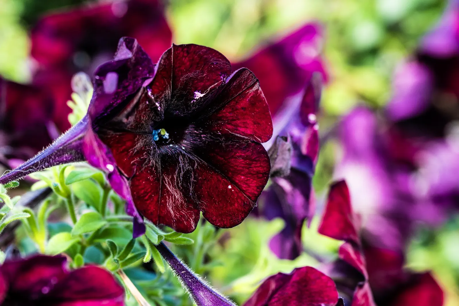 Petunia (Petunia X Hybrida) — Ideal for borders or containers, petunias require well-drained soil and regular watering; offering a rich tapestry of, image 145