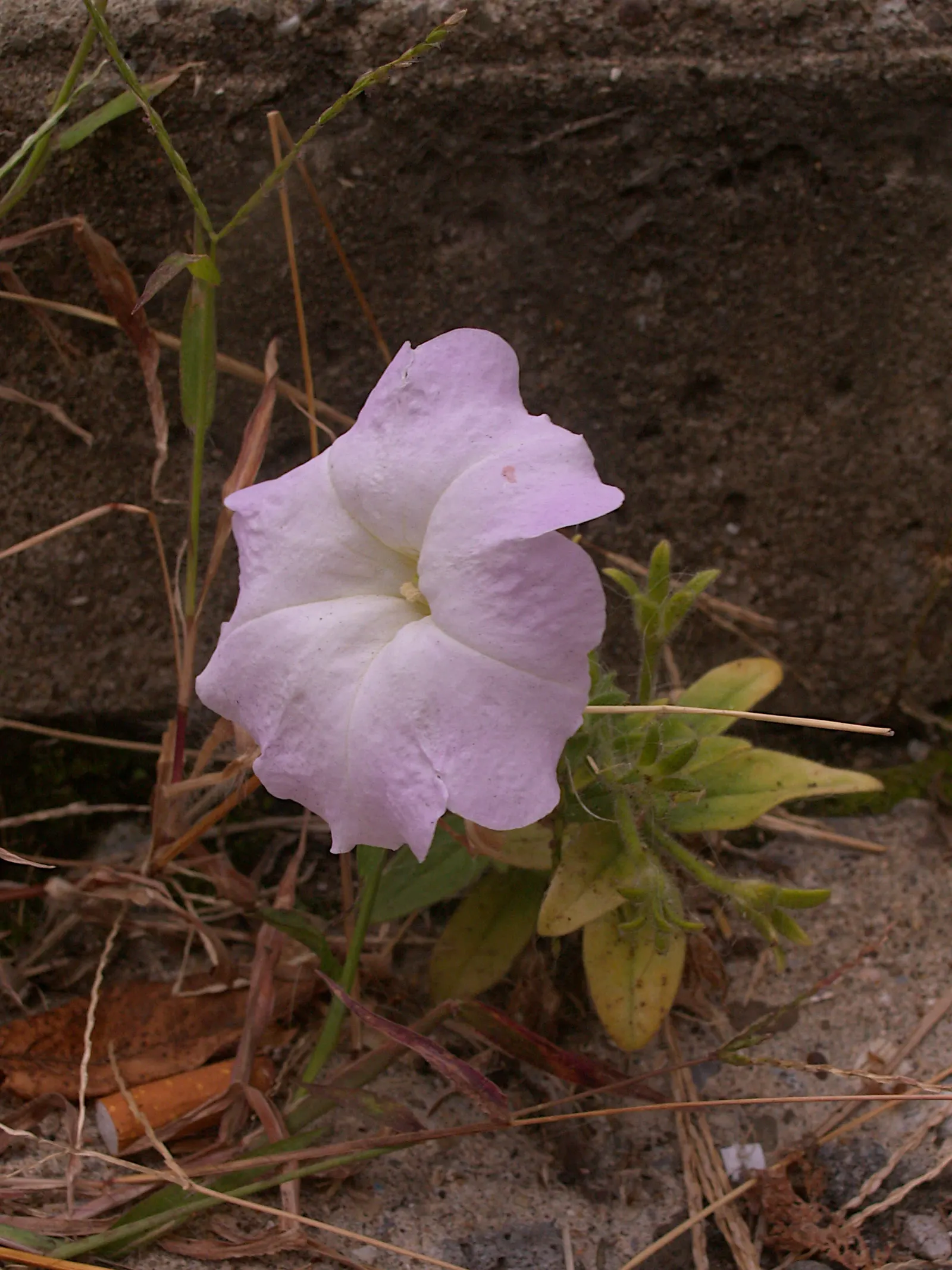 Petunia (Petunia X Hybrida) — annual with multi-colored and pink blooms