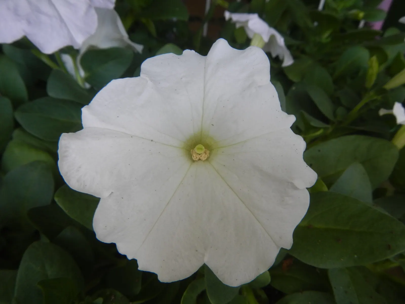 Petunia (Petunia X Hybrida) — boasts trumpet-shaped blooms up to 5 inches in diameter; they are also ideal for containers, image 114