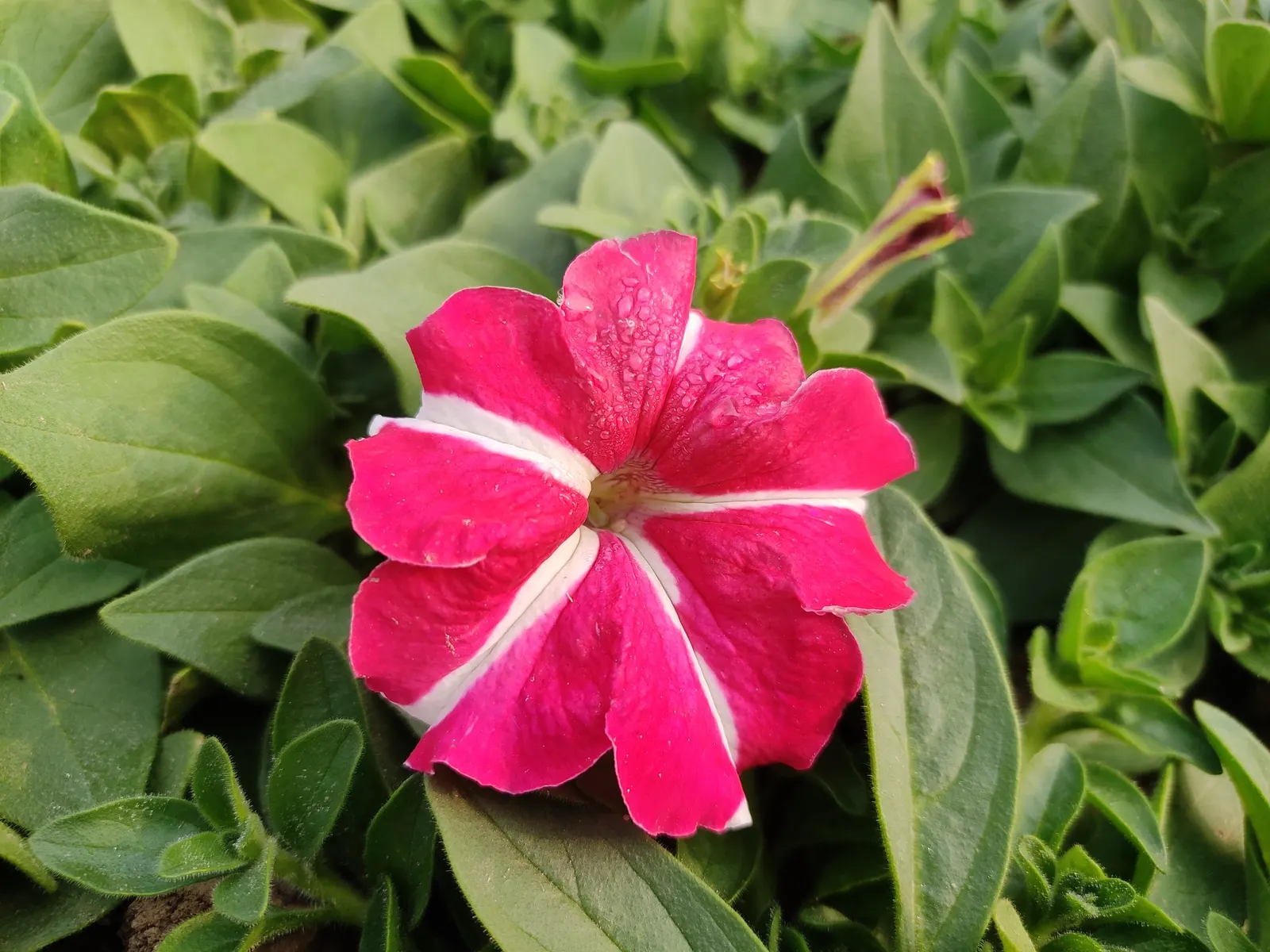 Petunia (Petunia X Hybrida) — a vibrant annual and perennial favorite; offering a rich tapestry of colors, image 85