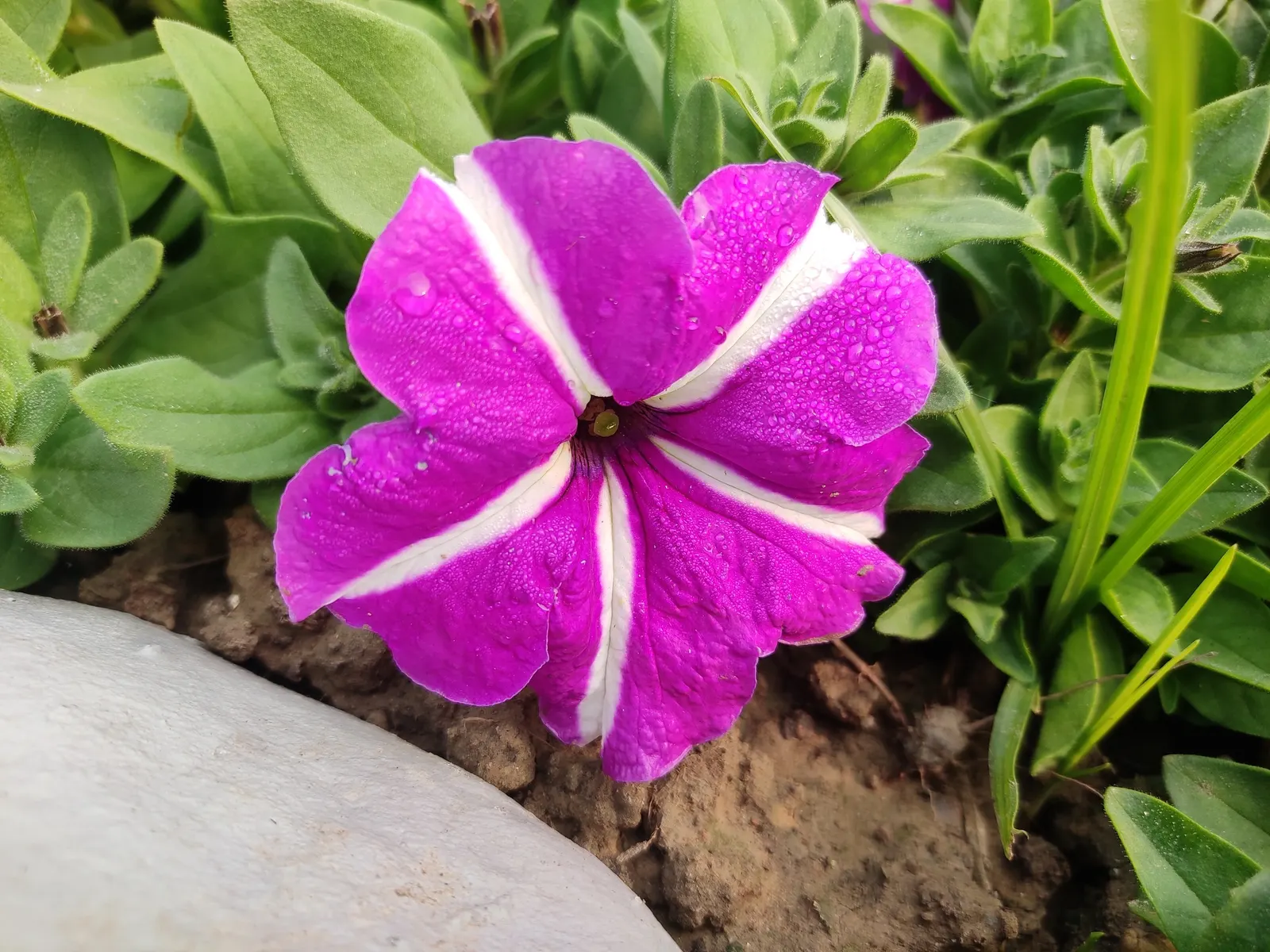 Petunia (Petunia X Hybrida) — Deadheading promotes continuous flowering, adding dynamic visual appeal to any garden design; they are also ideal for, image 90