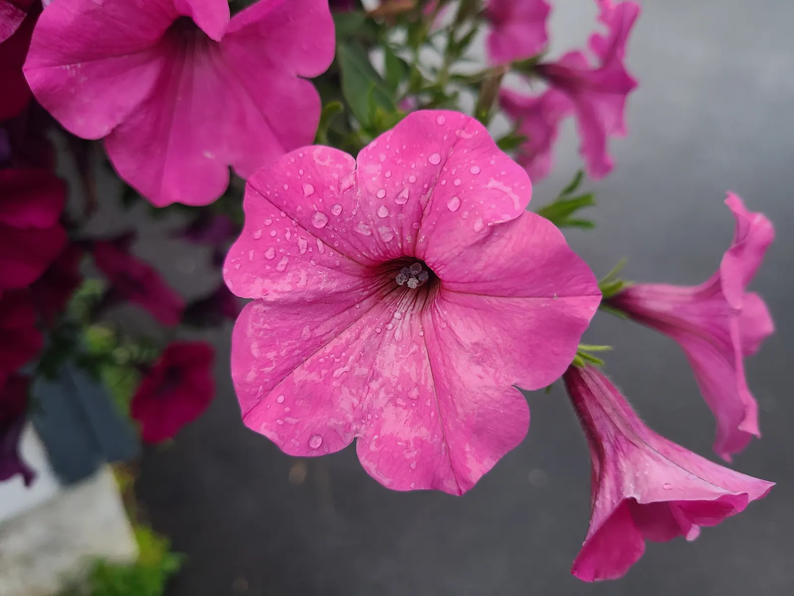 Petunia (Petunia X Hybrida) — offering a rich tapestry of colors; offering visual interest and dynamic range in their garden, image 116