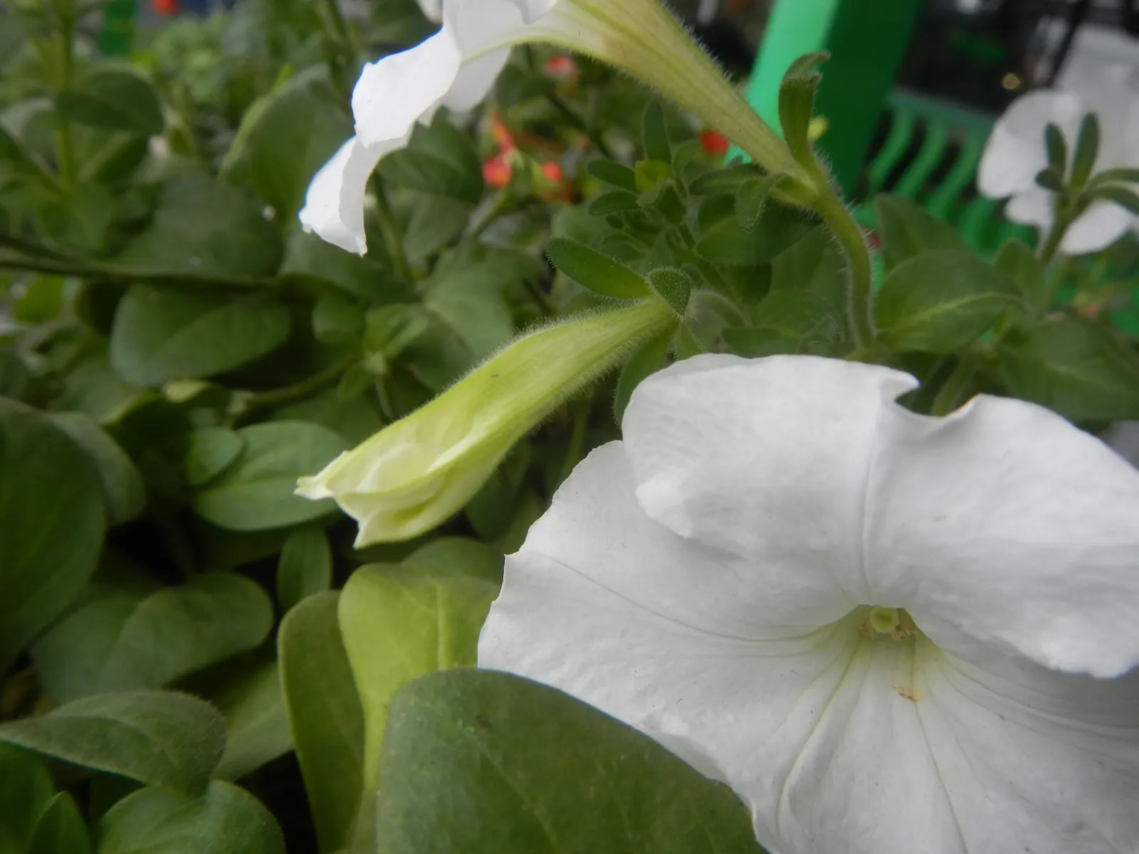 Petunia (Petunia X Hybrida) — <br><br>Petunias prefer full sun; these hardy plants provide long-lasting color throughout the growing season, image 75