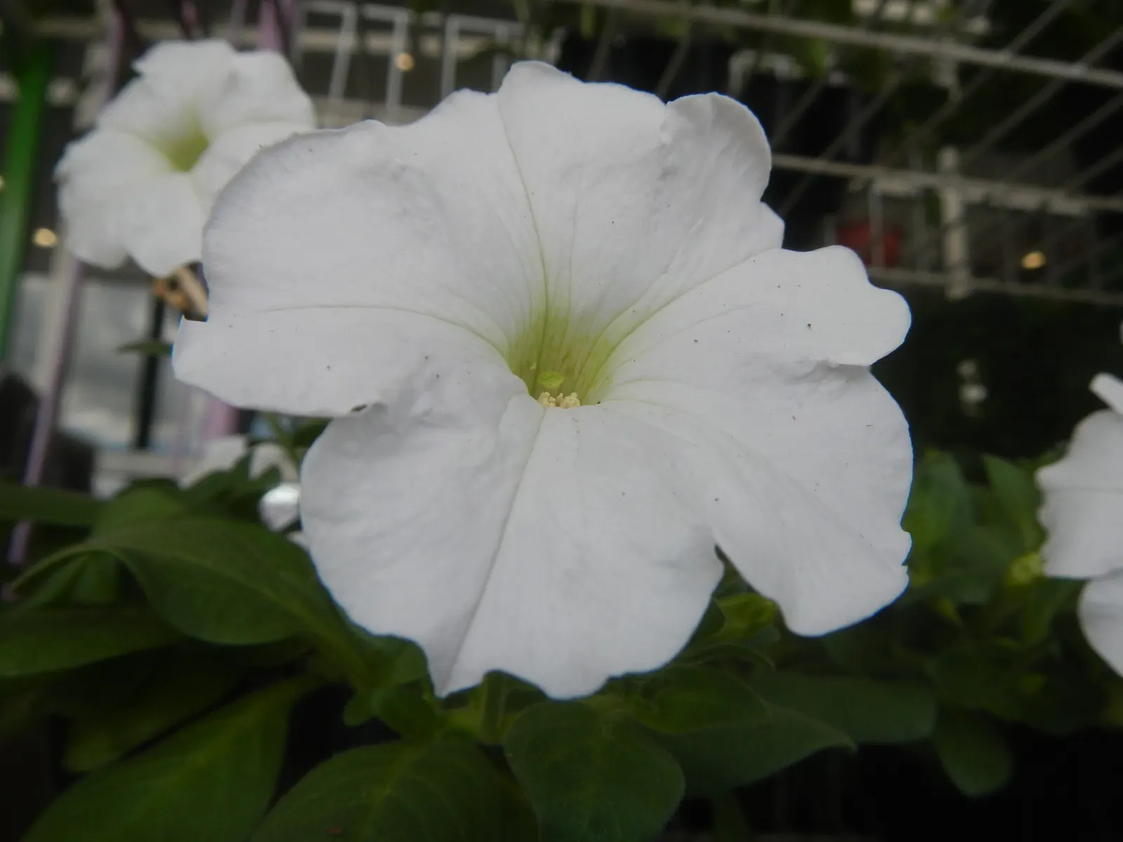 Petunia (Petunia X Hybrida) — Blooming from planting until the first hard frost; offering a rich tapestry of colors, image 129