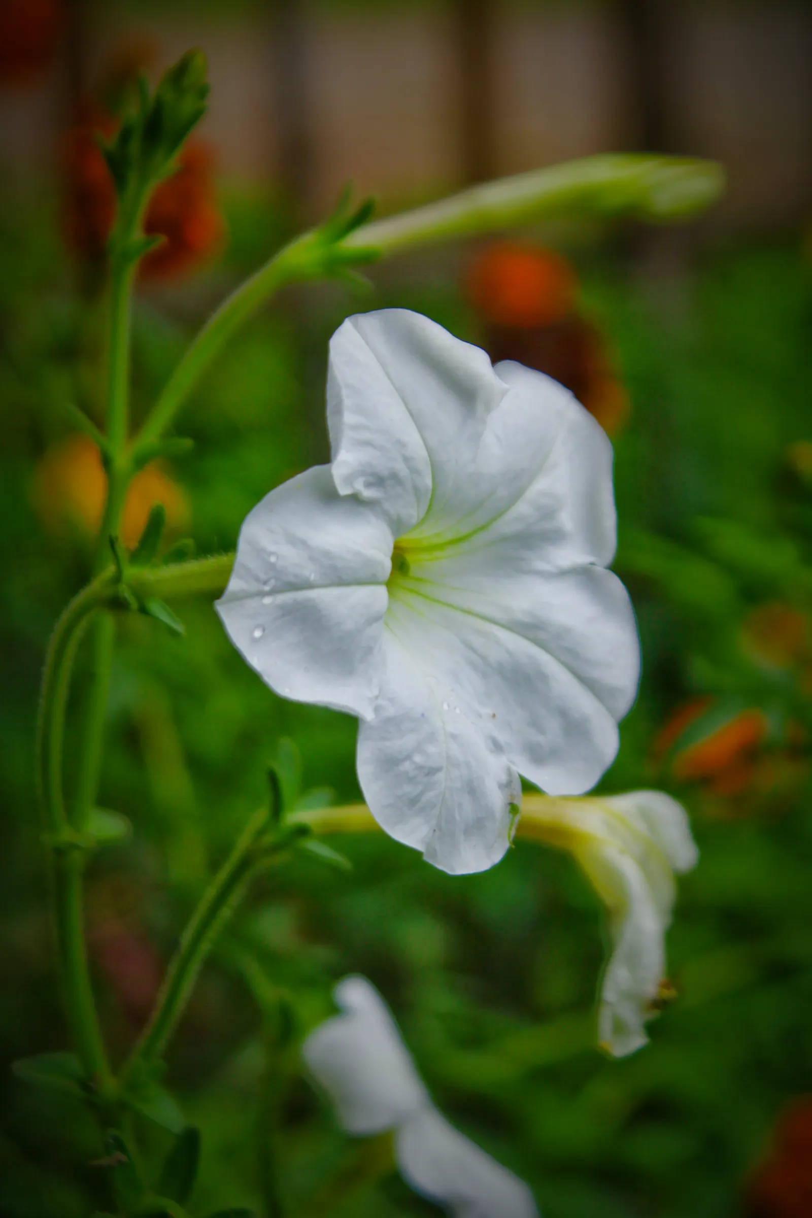 Petunia (Petunia X Hybrida) — with some showing striking patterns or veining