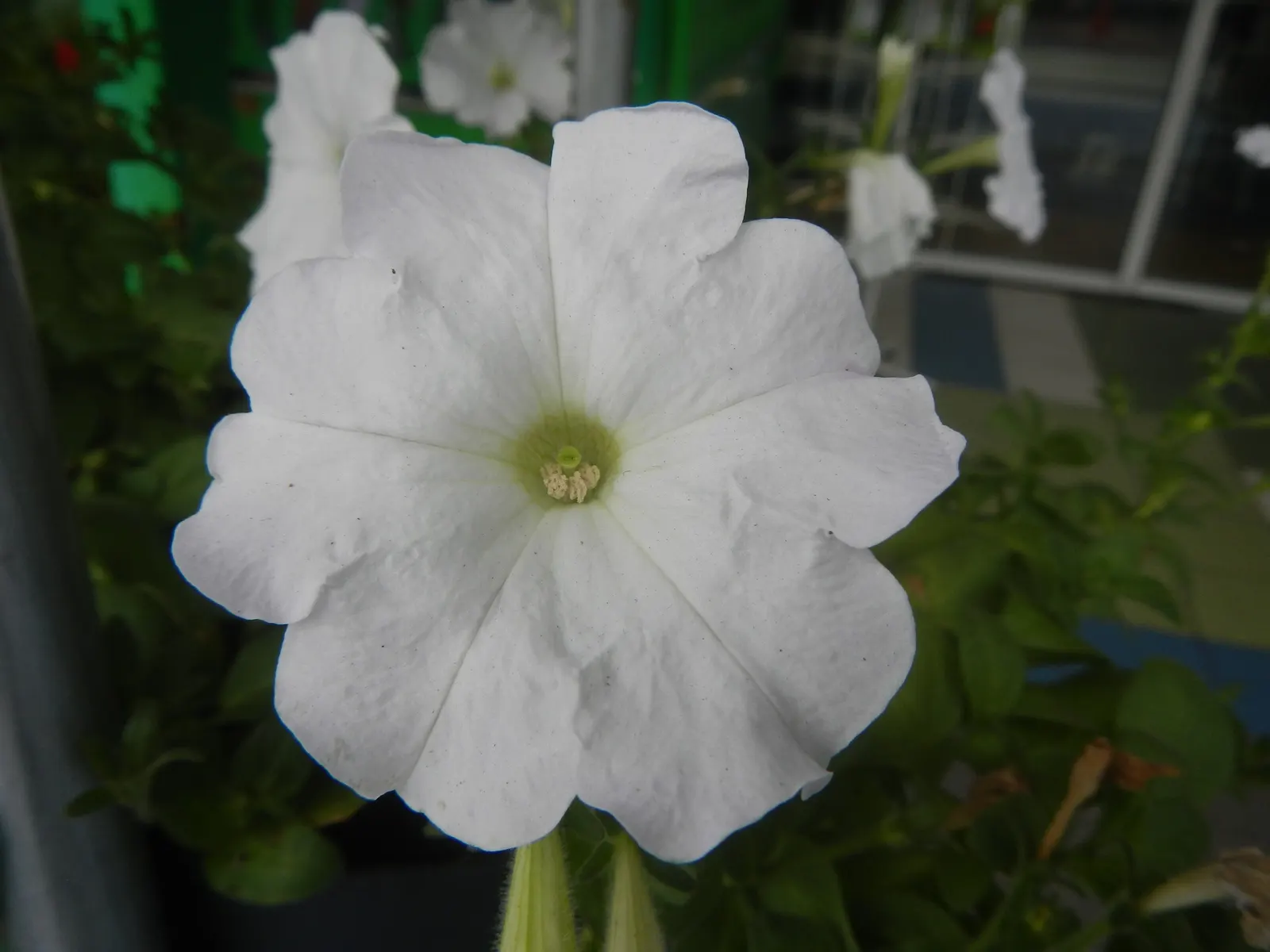 Petunia (Petunia X Hybrida) — They are also ideal for containers; these hardy plants provide long-lasting color throughout the growing season, image 67