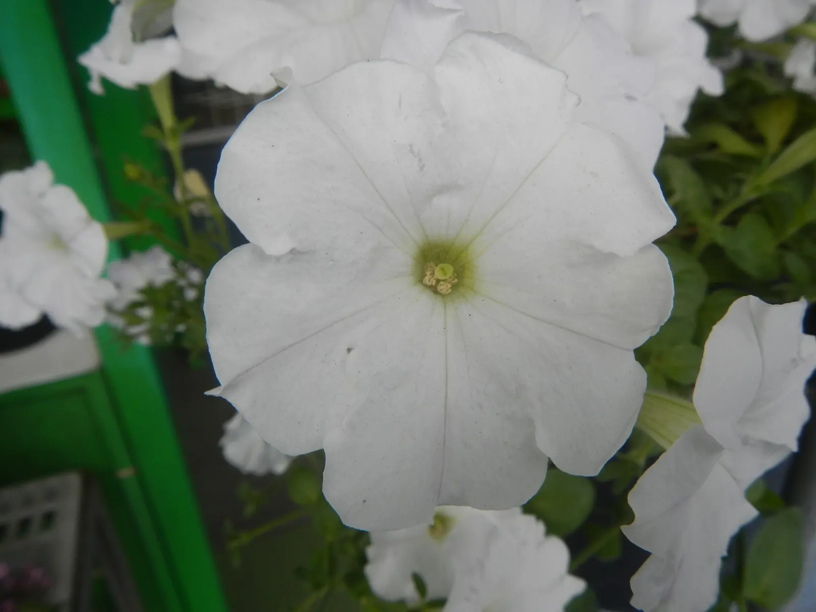 Petunia (Petunia X Hybrida) — with some showing striking patterns or veining; offering visual interest and dynamic range in their garden, image 184
