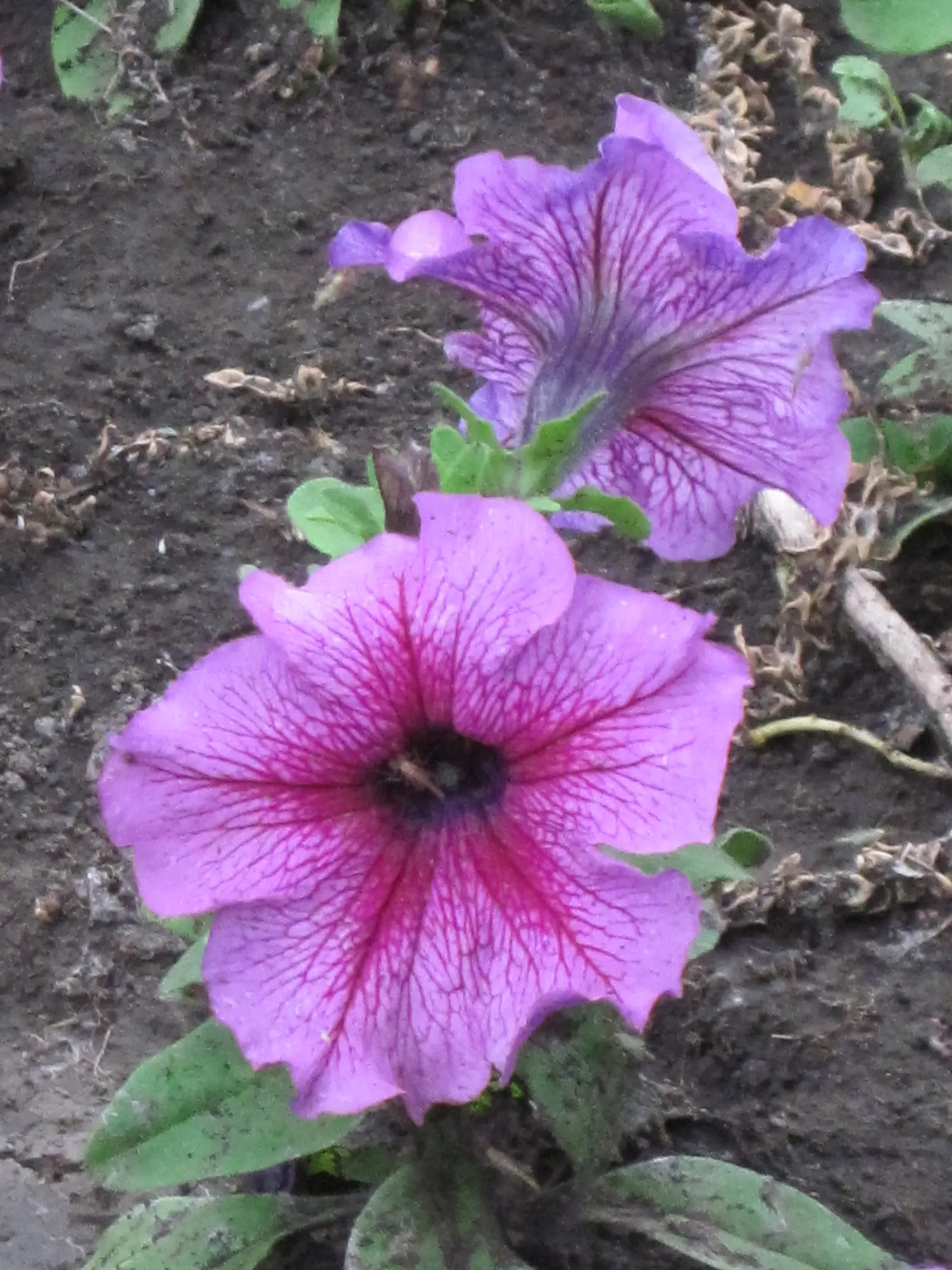 Petunia (Petunia X Hybrida) — They thrive in well-drained; offering a rich tapestry of colors