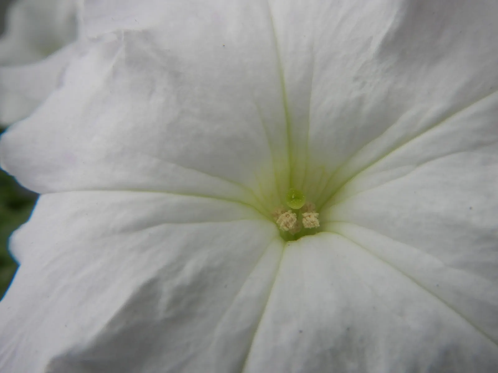 Petunia (Petunia X Hybrida) — commonly referred to as simply "Petunia," is a vibrant and widely-cultivated annual flowering plant; these hardy, image 91