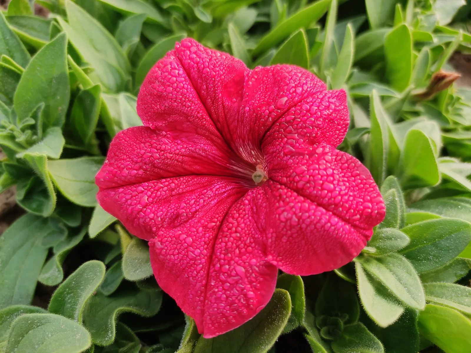 Petunia (Petunia X Hybrida) — Ideal for borders or containers, petunias require well-drained soil and regular watering