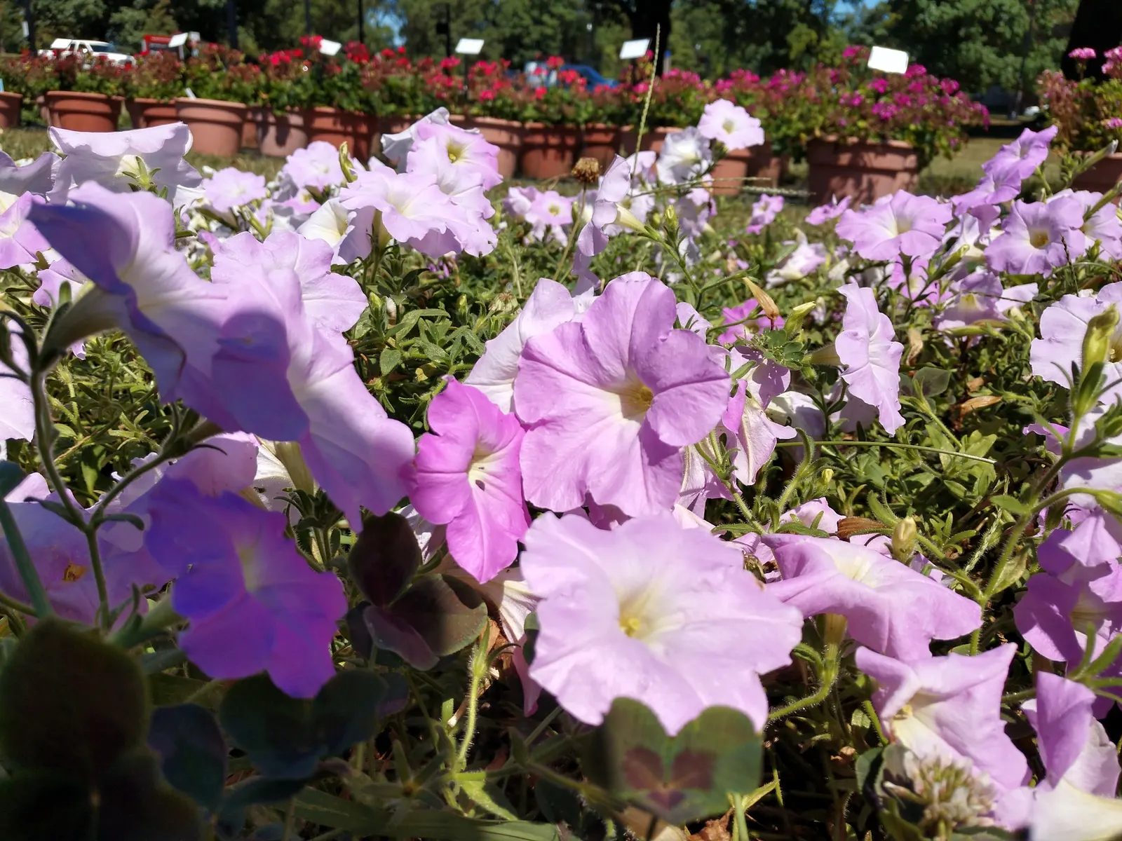 Petunia (Petunia X Hybrida) — Deadheading spent flowers can encourage more blooms and extend the flowering period; these hardy plants provide, image 163