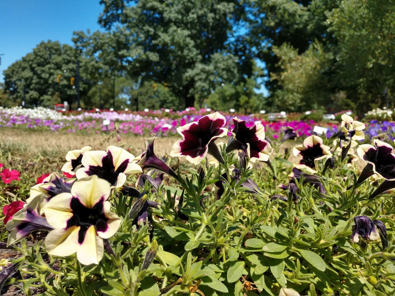 Petunia (Petunia X Hybrida) — offering a rich tapestry of colors; offering visual interest and dynamic range in their garden, image 88