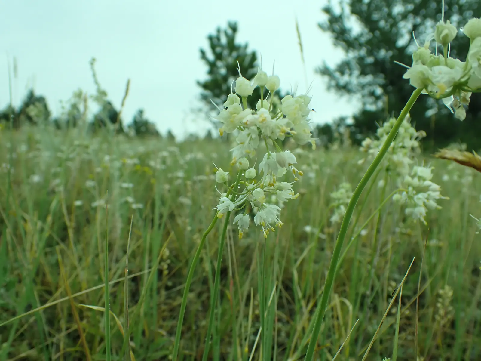 Nodding Onion (Allium Cernuum) — making it a low-maintenance choice for naturalized areas and rock gardens; this plant produces delicate umbels of bell-shaped