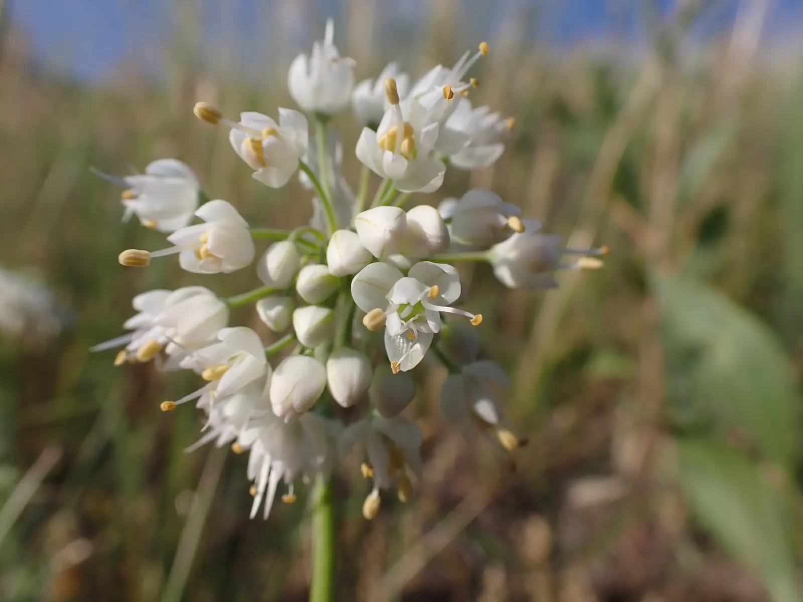 Nodding Onion (Allium Cernuum) — requiring only the removal of spent flower stalks to encourage a neat appearance; each cluster gracefully arching or