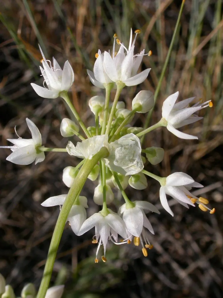 Nodding Onion (Allium Cernuum) — The florets present a soft yet vivacious pink to pale purple hue; pink flowers in the garden