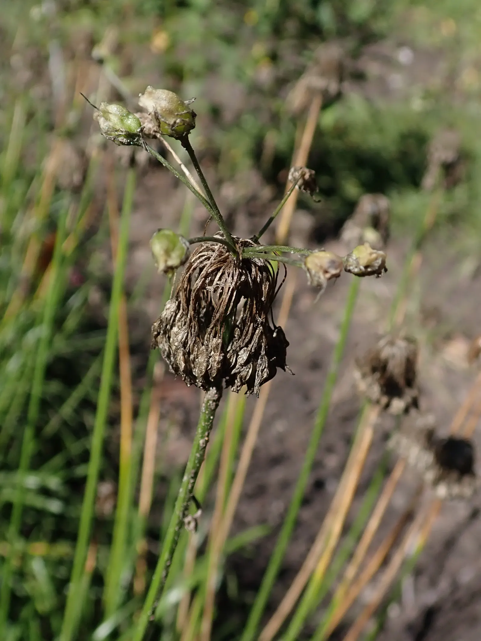 Nodding Onion (Allium Cernuum) — the plant is deer-resistant and seldom troubled by pests and diseases; requiring only the removal of spent flower stalks to