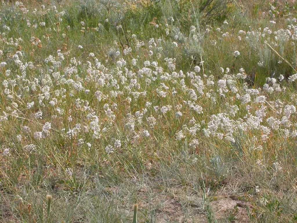 Nodding Onion (Allium Cernuum) — prefers full sun to part shade