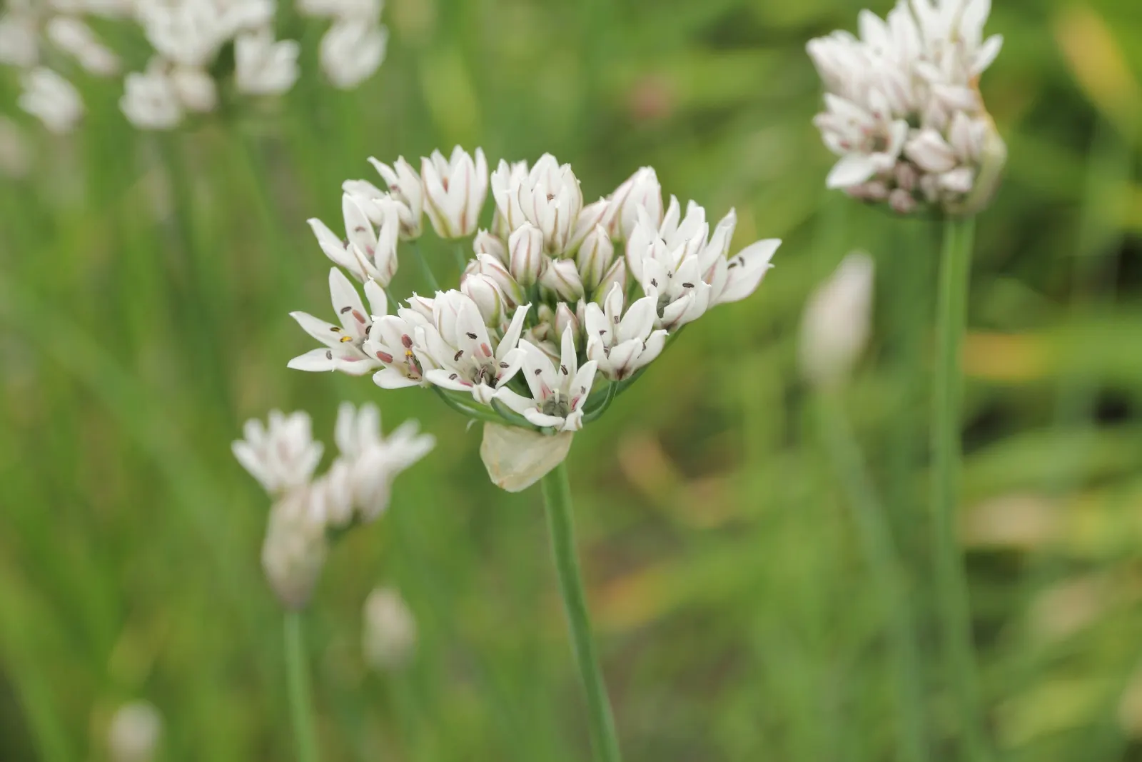 Nodding Onion (Allium Cernuum) — making it well-suited for borders; the plant is deer-resistant and seldom troubled by pests and diseases, image 63