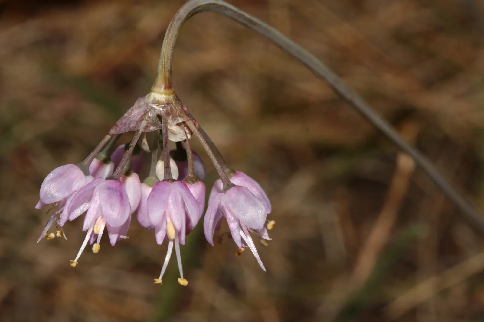 Nodding Onion (Allium Cernuum) — making it a low-maintenance choice for naturalized areas and rock gardens