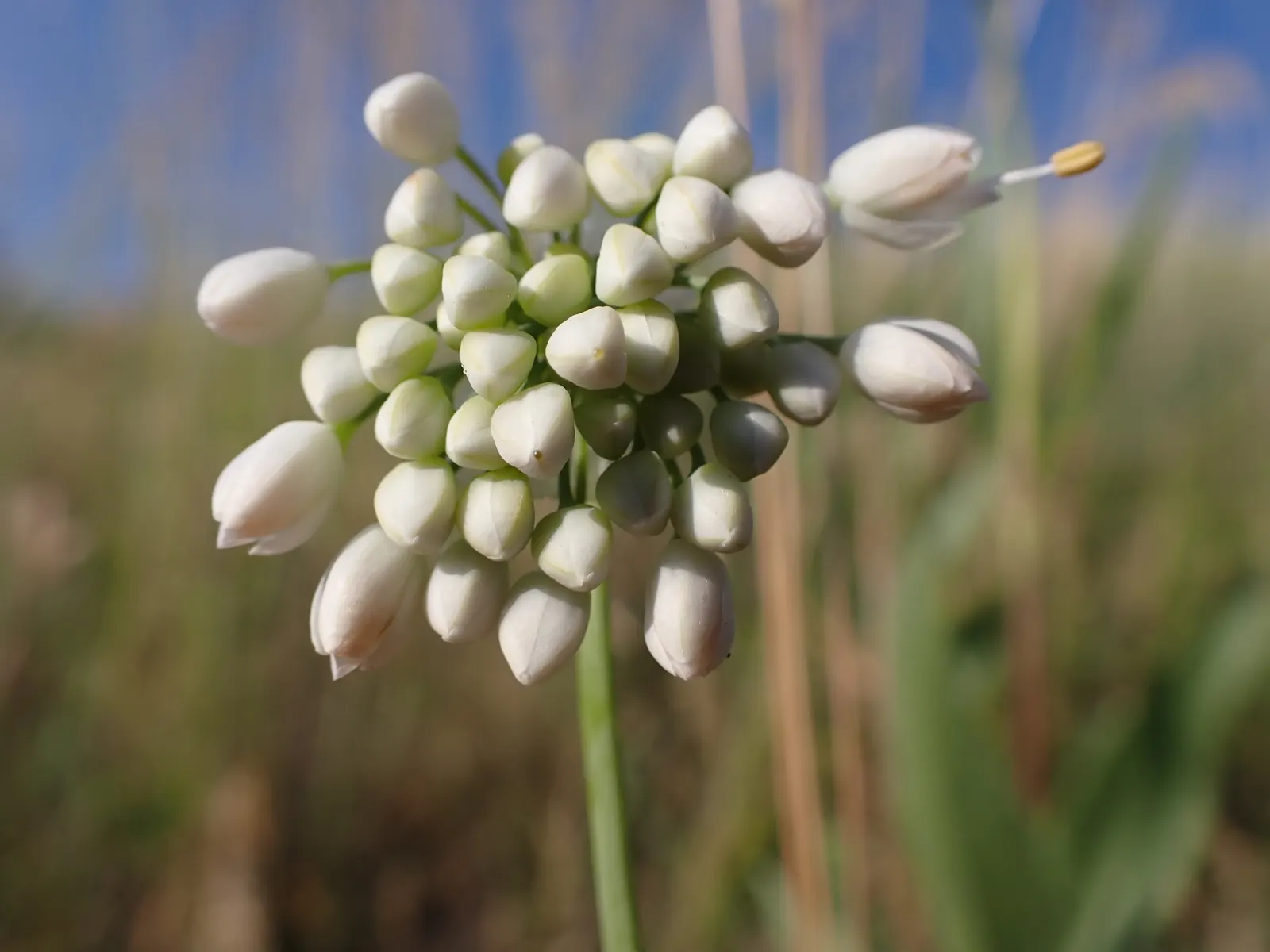 Nodding Onion (Allium Cernuum) — bell-shaped pink to lilac flowers; making it well-suited for borders