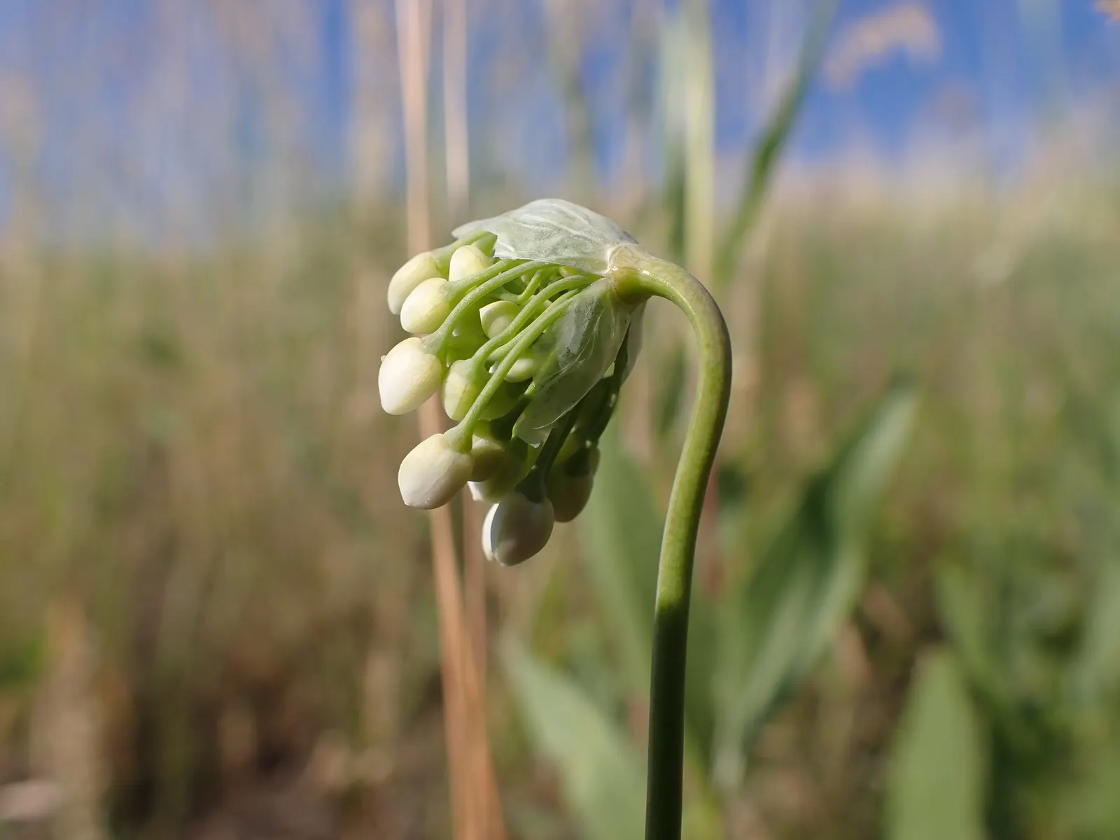 Nodding Onion (Allium Cernuum) — making it an excellent addition to a diverse range of landscape designs; is an elegant and resilient perennial that offers