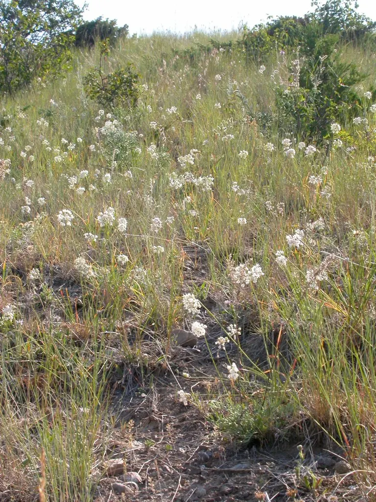 Nodding Onion (Allium Cernuum) — making it well-suited for borders; the plant is deer-resistant and seldom troubled by pests and diseases