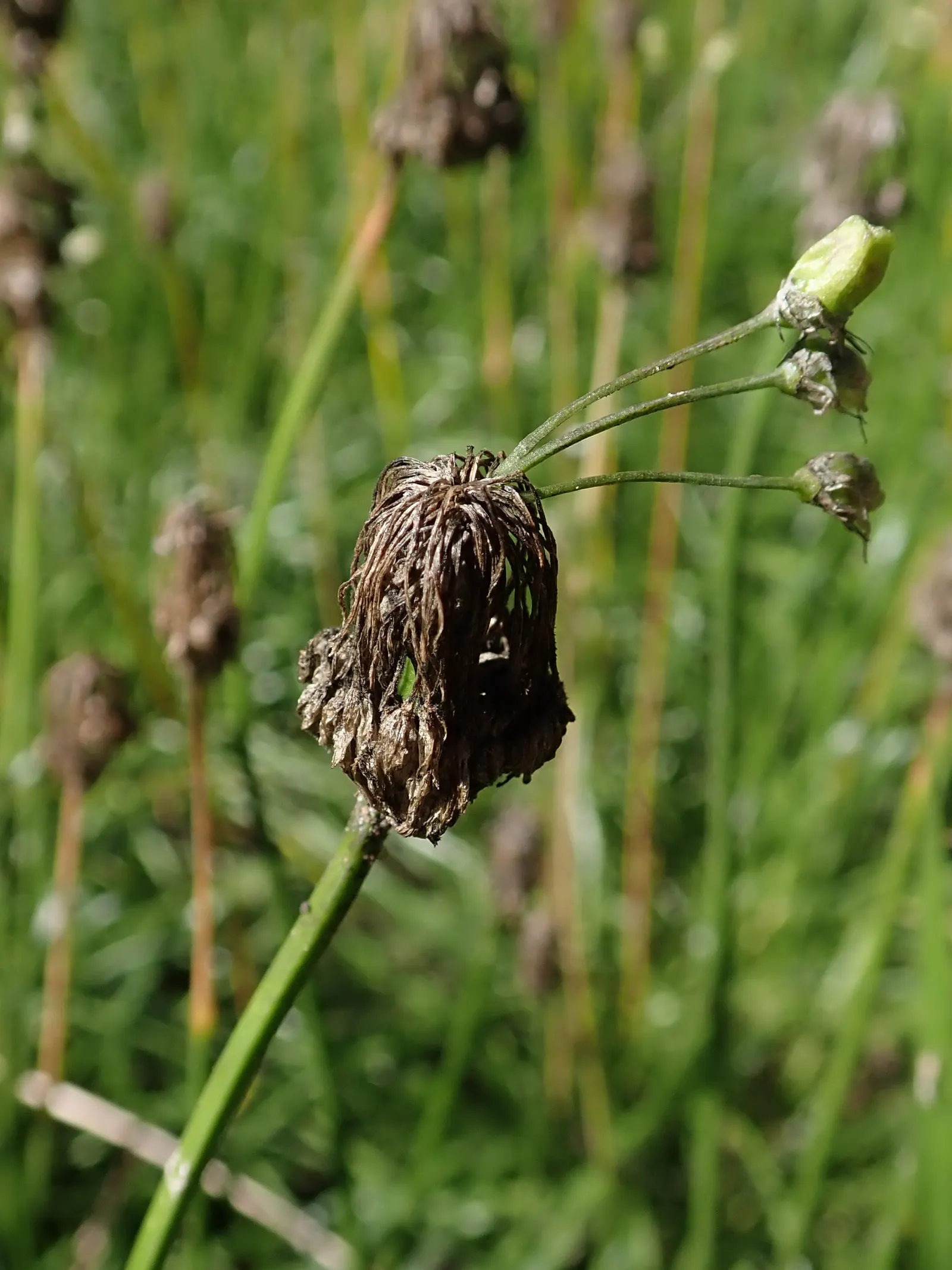 Nodding Onion (Allium Cernuum) — This North American native thrives in USDA zones 4-8; bulb with pink blooms