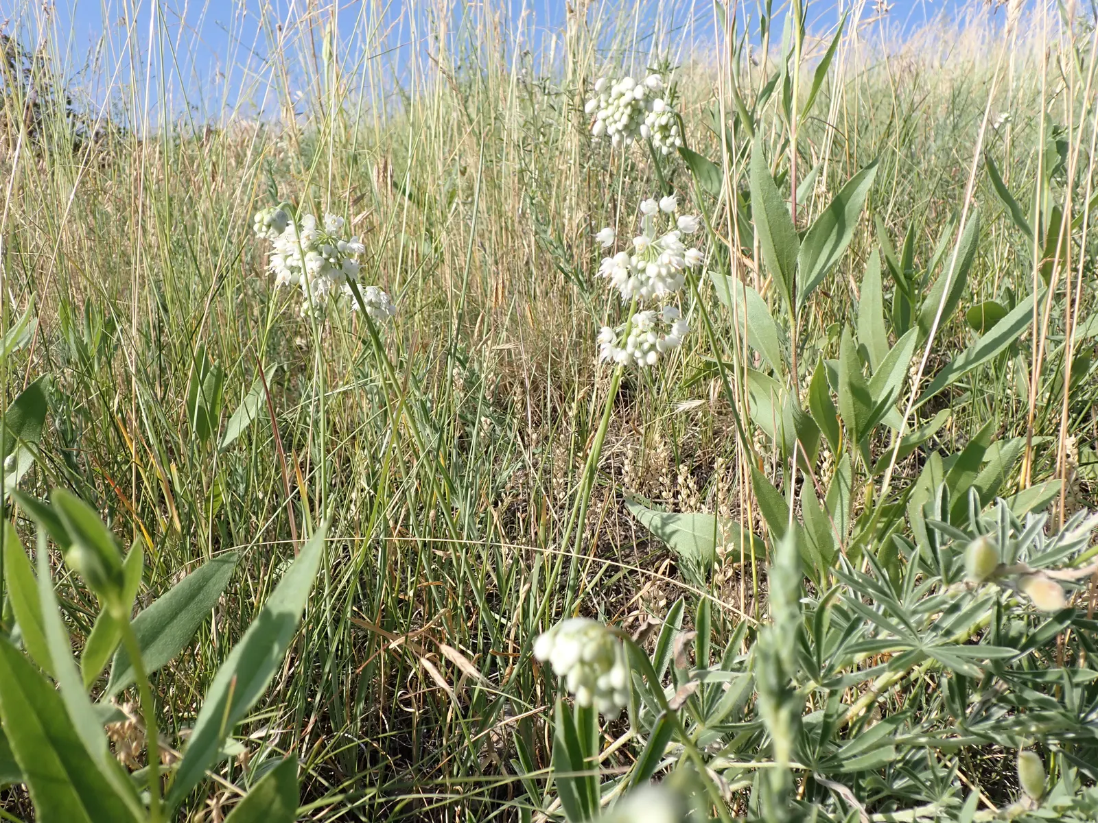 Nodding Onion (Allium Cernuum) — botanically known as Allium cernuum; and are hardy in USDA zones 4 through 8.<br><br>Maintenance is minimal, image 59