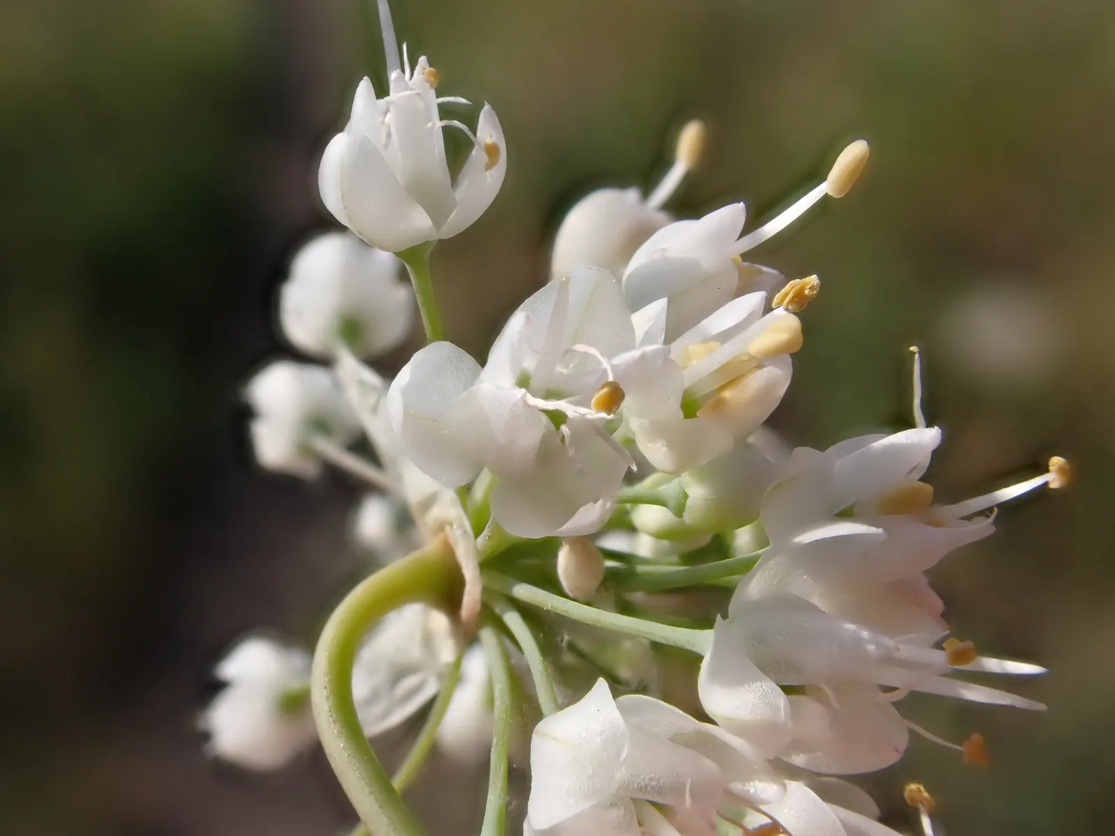 Nodding Onion (Allium Cernuum) — This North American native thrives in USDA zones 4-8; bulb with pink blooms, image 56