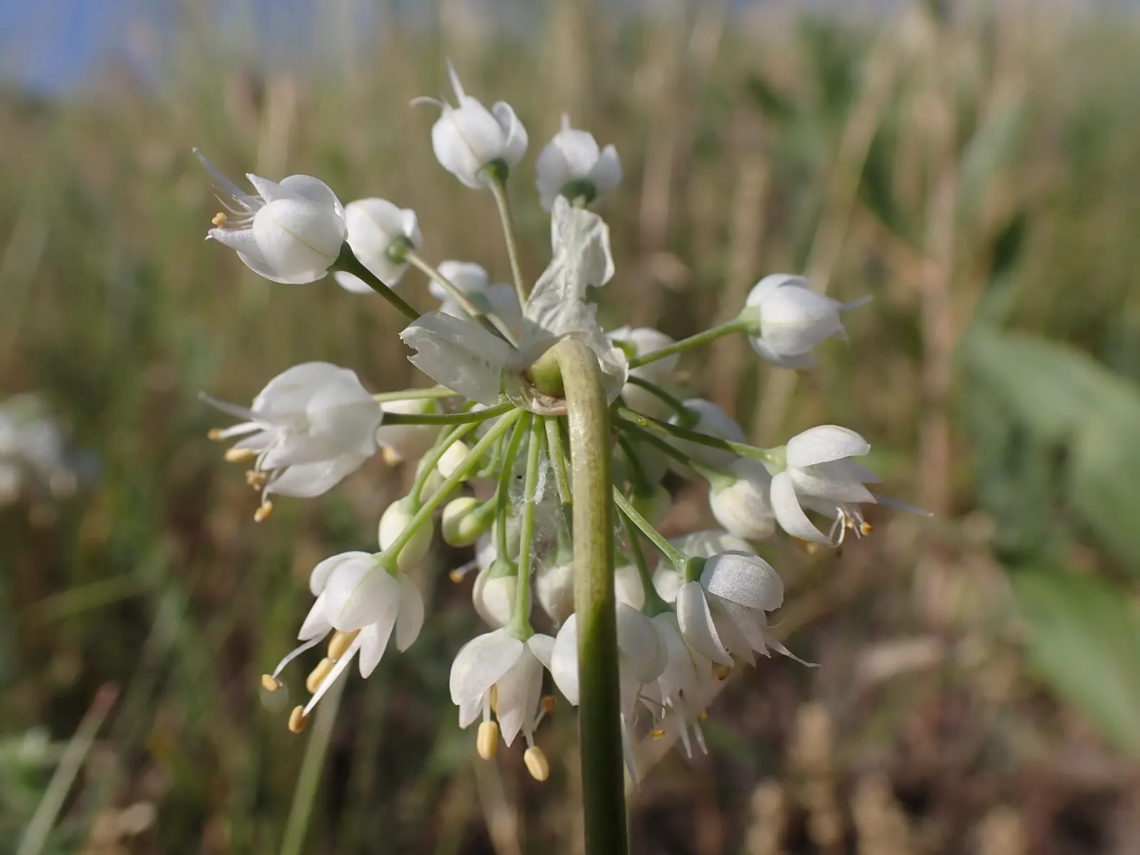 Nodding Onion (Allium Cernuum) — From late spring to early summer
