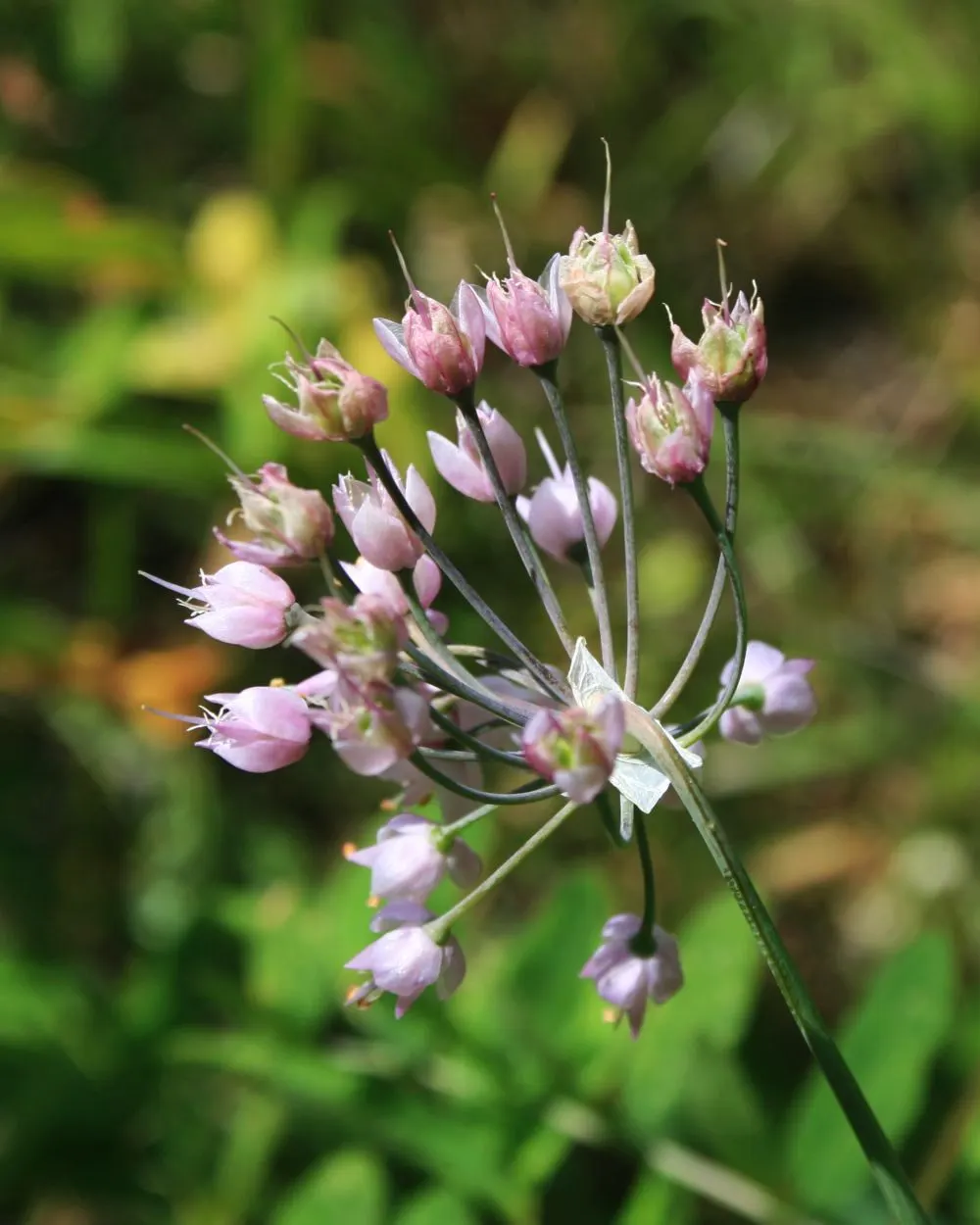 Nodding Onion (Allium Cernuum) — bell-shaped pink to lilac flowers