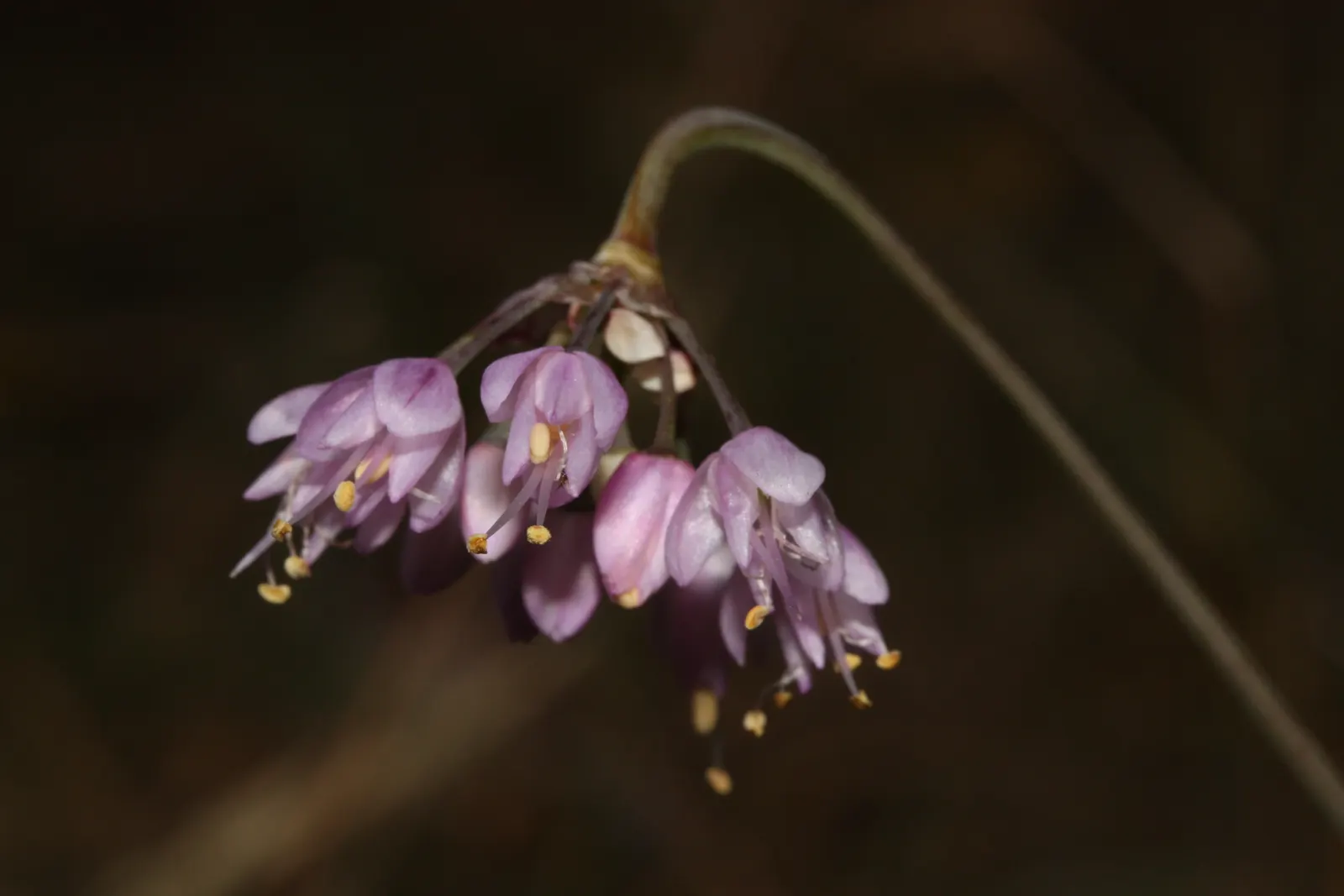 Nodding Onion (Allium Cernuum) — This North American native typically reaches a modest height of 12 to 18 inches; the florets present a soft yet vivacious pink