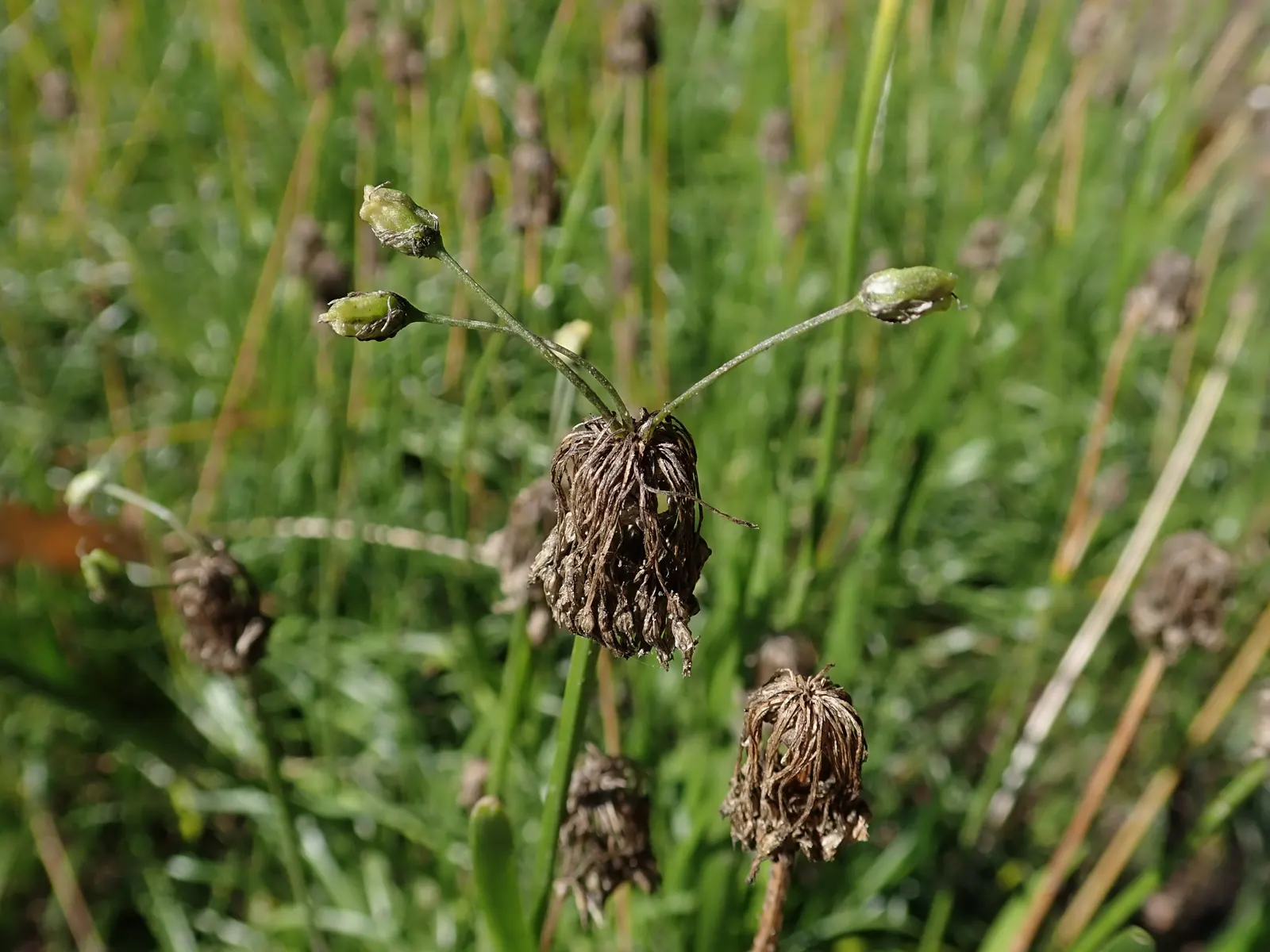 Nodding Onion (Allium Cernuum) — prefers full sun to part shade; making it a low-maintenance choice for naturalized areas and rock gardens, image 57