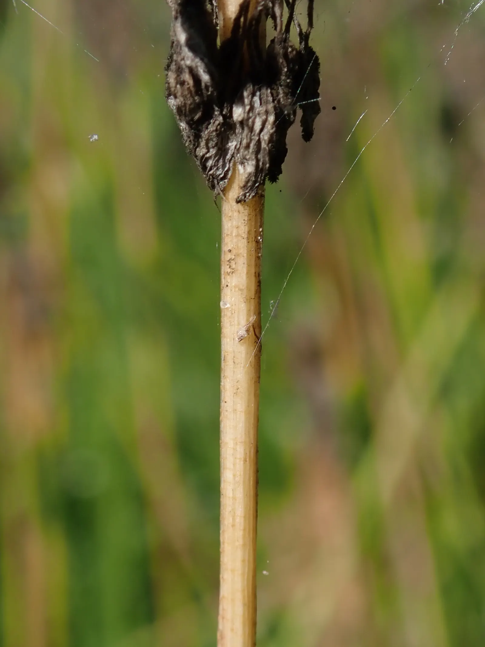 Nodding Onion (Allium Cernuum) — Blooming in midsummer, it stands at 18-24 inches tall, with grass-like leaves reaching 12-18 inches long; they are quite