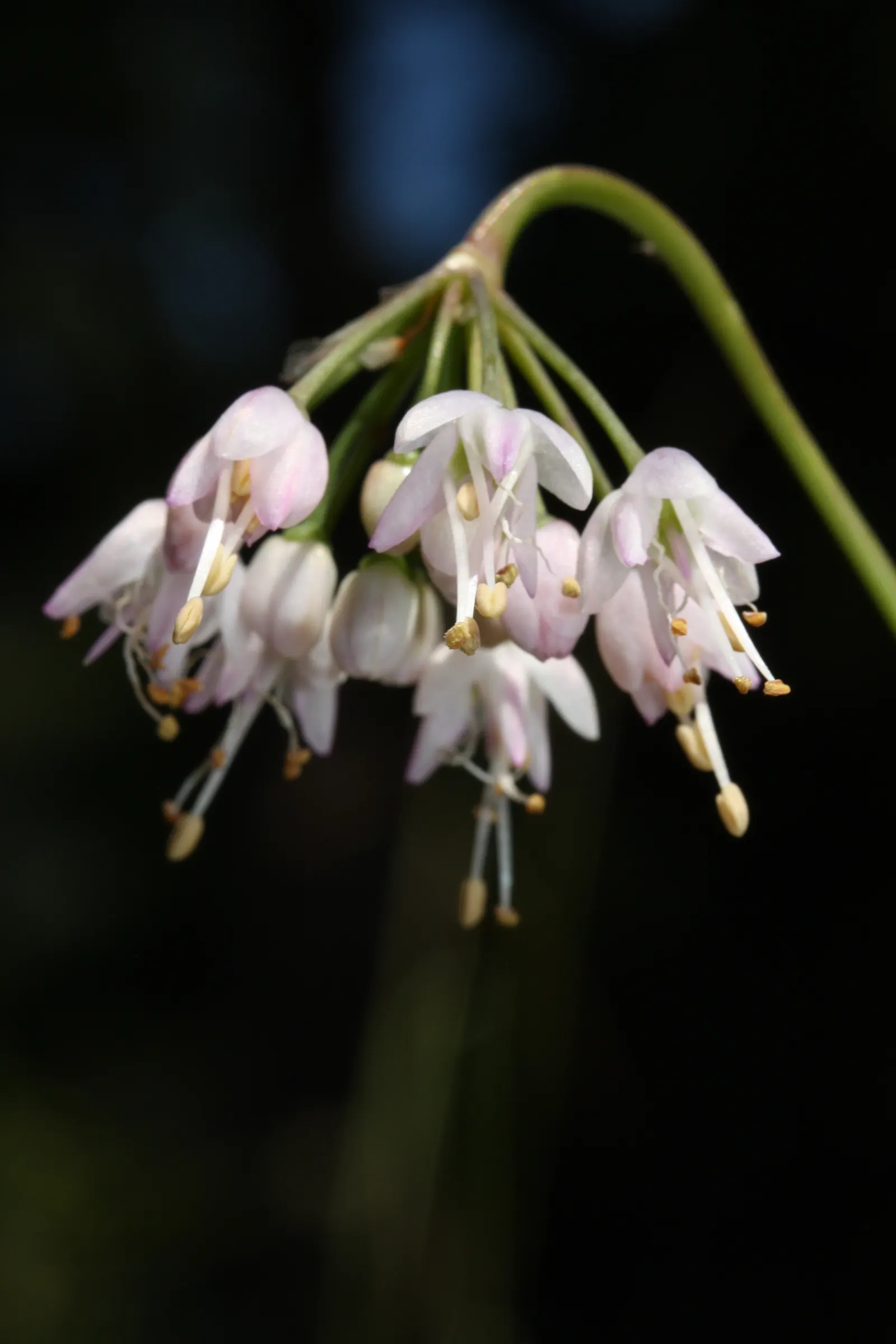 Nodding Onion (Allium Cernuum) — bulb for full or half