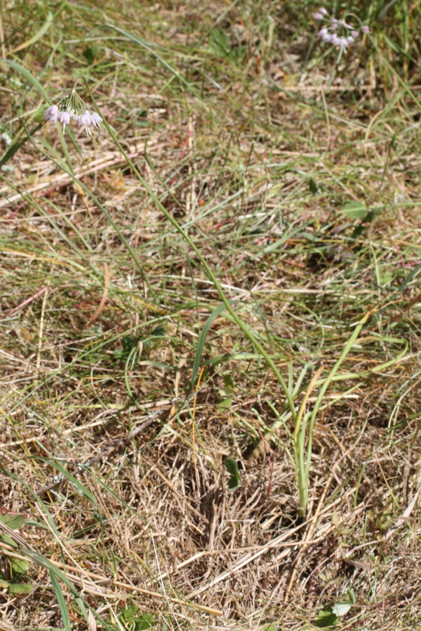 Nodding Onion (Allium Cernuum) — making it a low-maintenance choice for naturalized areas and rock gardens; this plant produces delicate umbels of, image 58