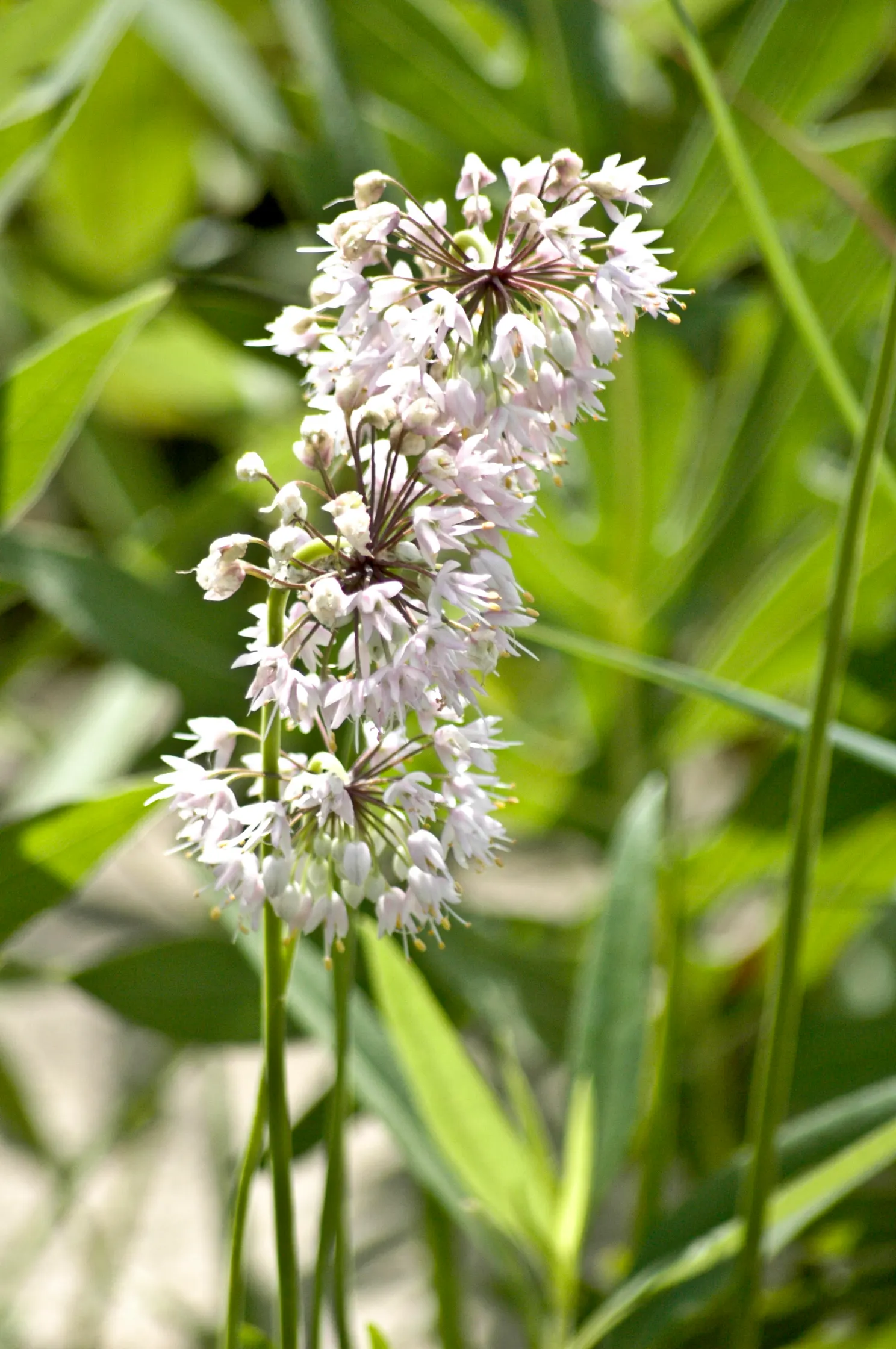 Nodding Onion (Allium Cernuum) — reducing the need for frequent watering
