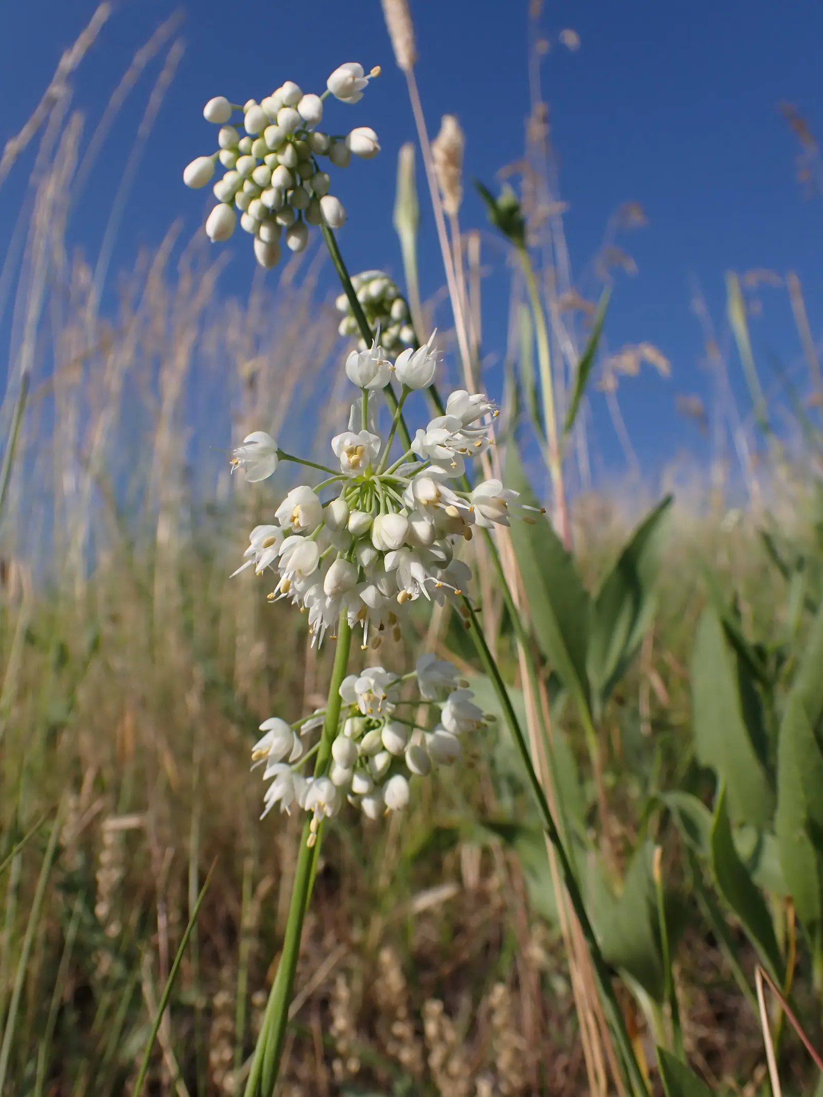 Nodding Onion (Allium Cernuum) — pink flowers in the garden