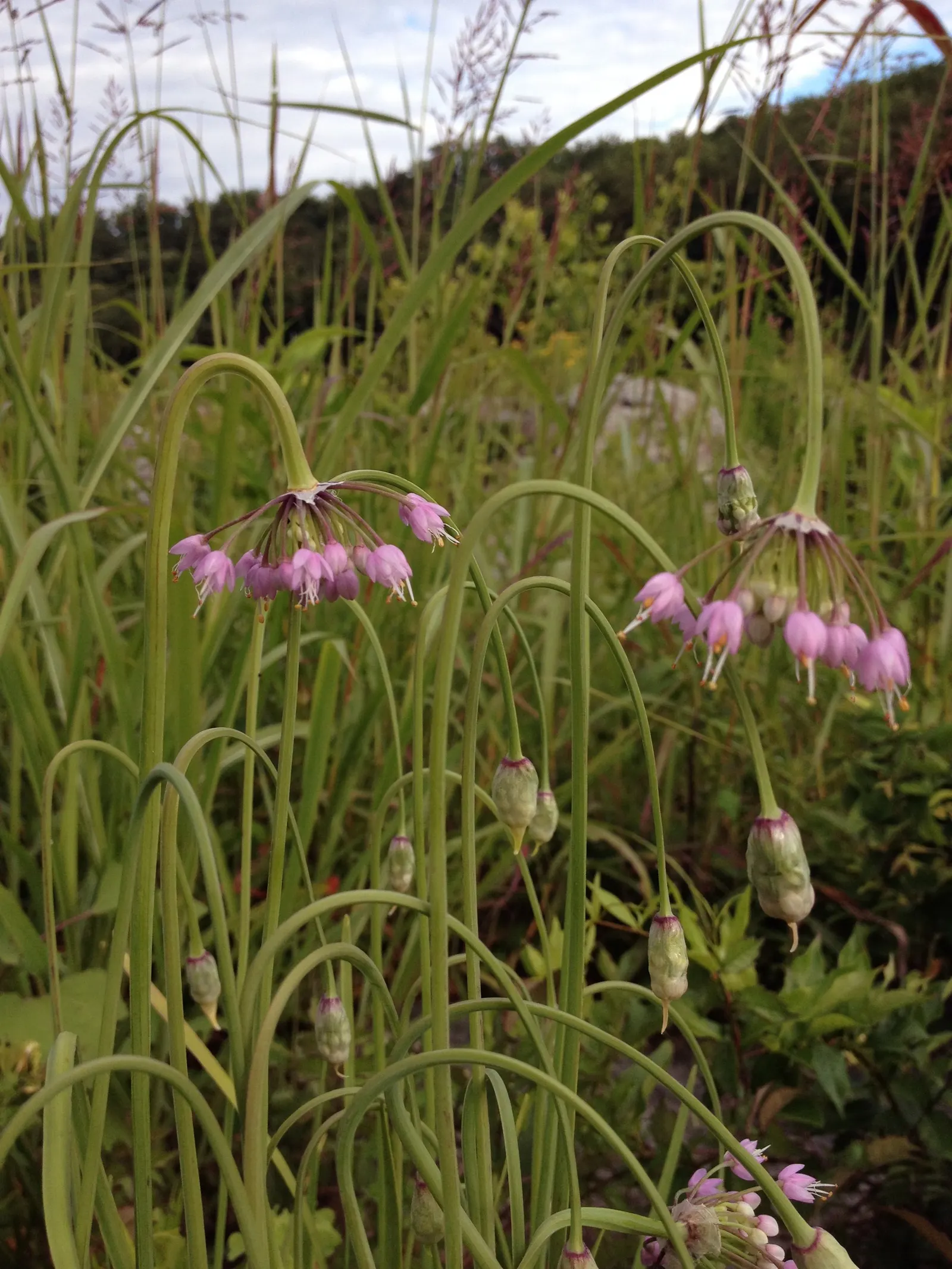 Nodding Onion (Allium Cernuum) — each cluster gracefully arching or 'nodding,' hence its common name