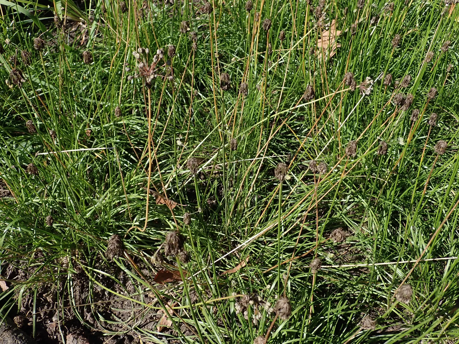 Nodding Onion (Allium Cernuum) — Nodding Onions prefer full sun to light shade and well-drained soil