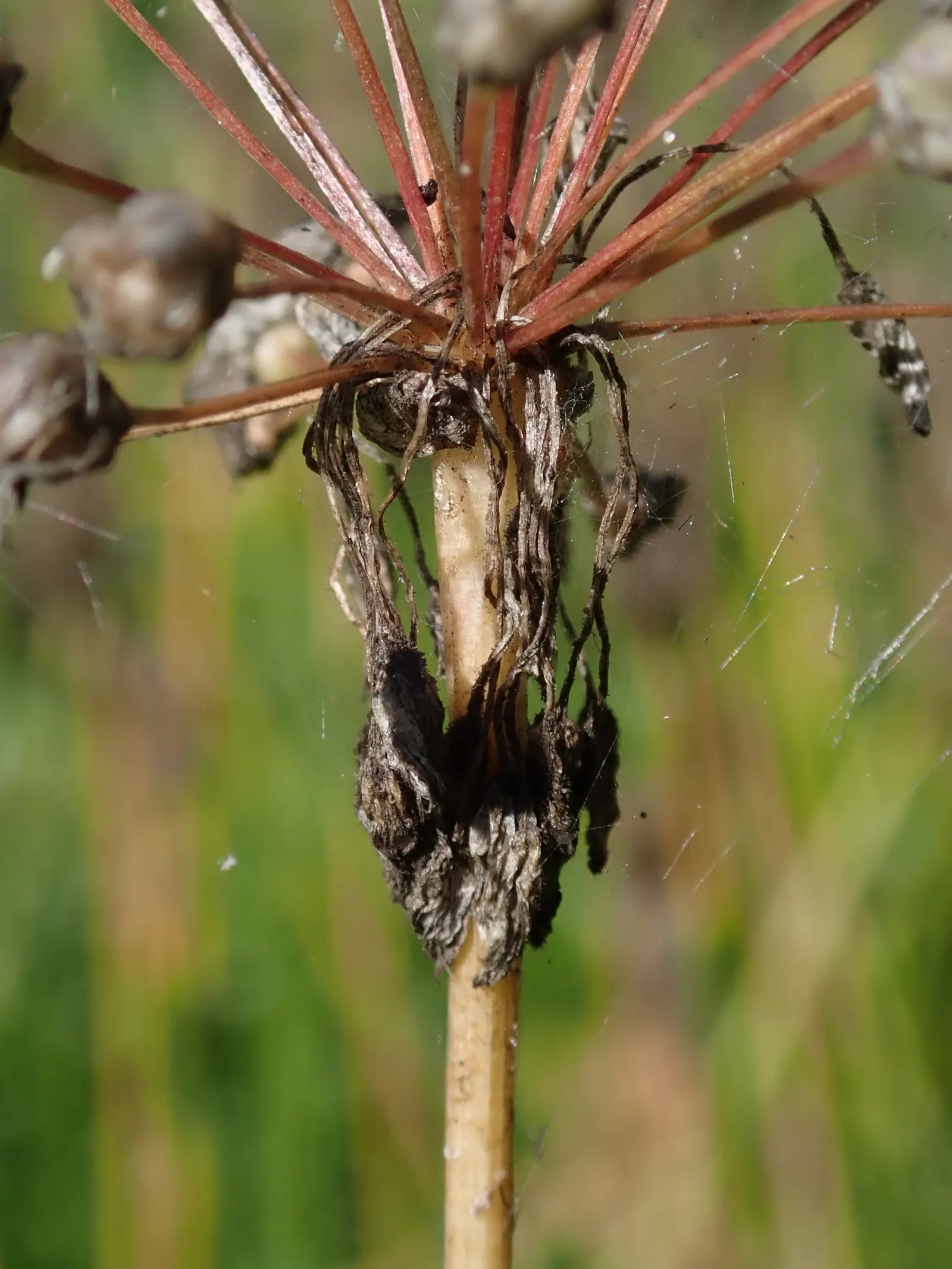 Nodding Onion (Allium Cernuum) — commonly called Nodding Onion; this North American native thrives in USDA zones 4-8, image 53